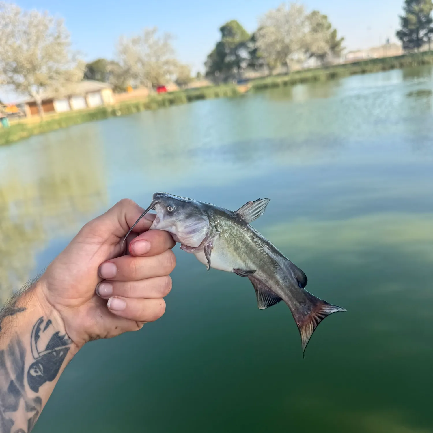 Black bullhead caught on Fishbrain