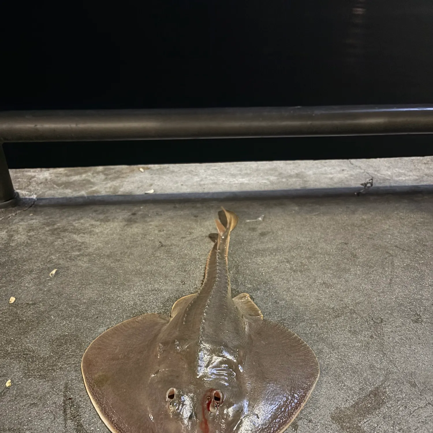 The most recent Thornback guitarfish catches on Fishbrain
