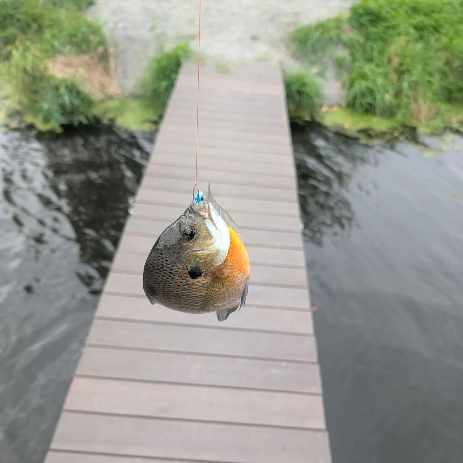 Bluegill caught on Fishbrain