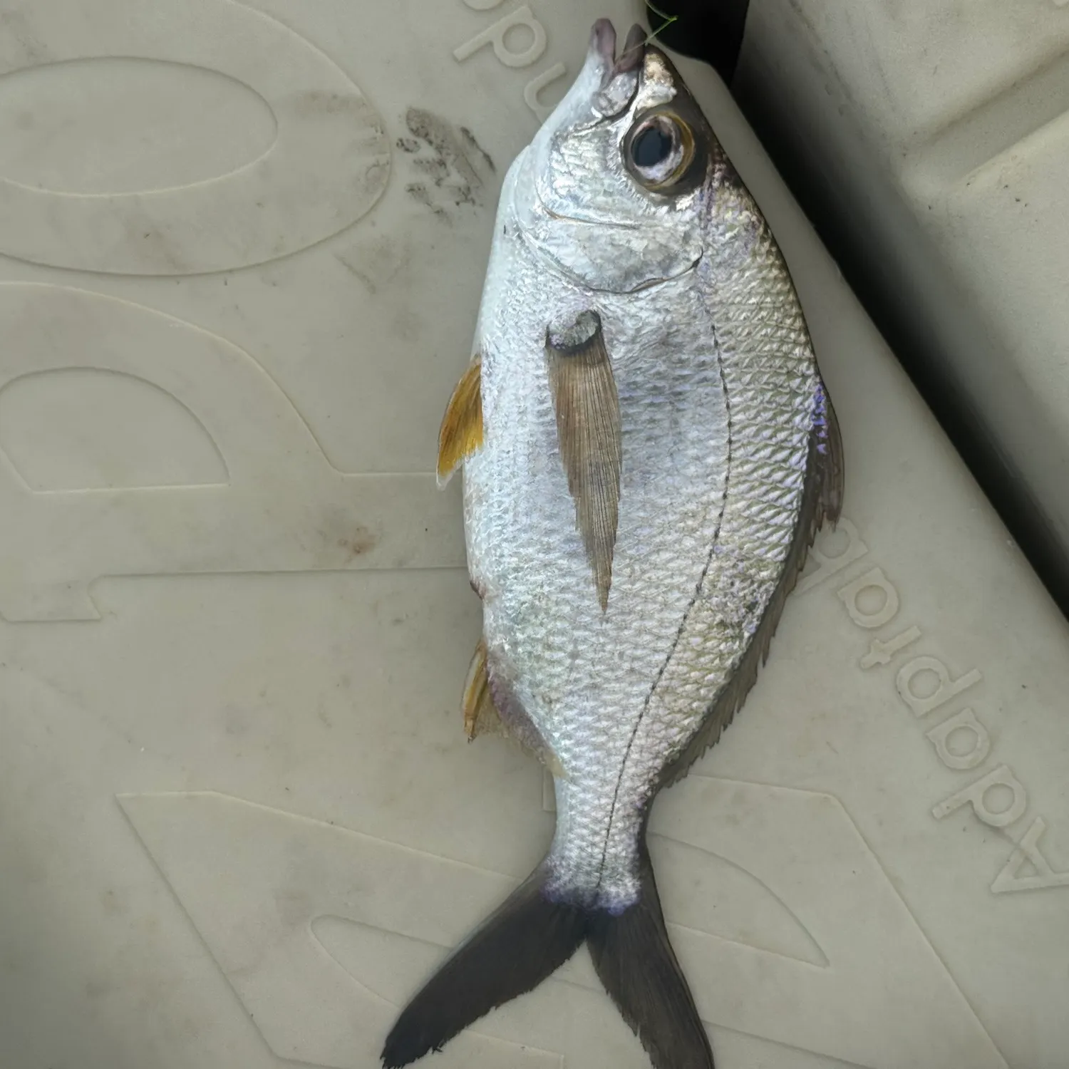 Striped mojarra caught on Fishbrain