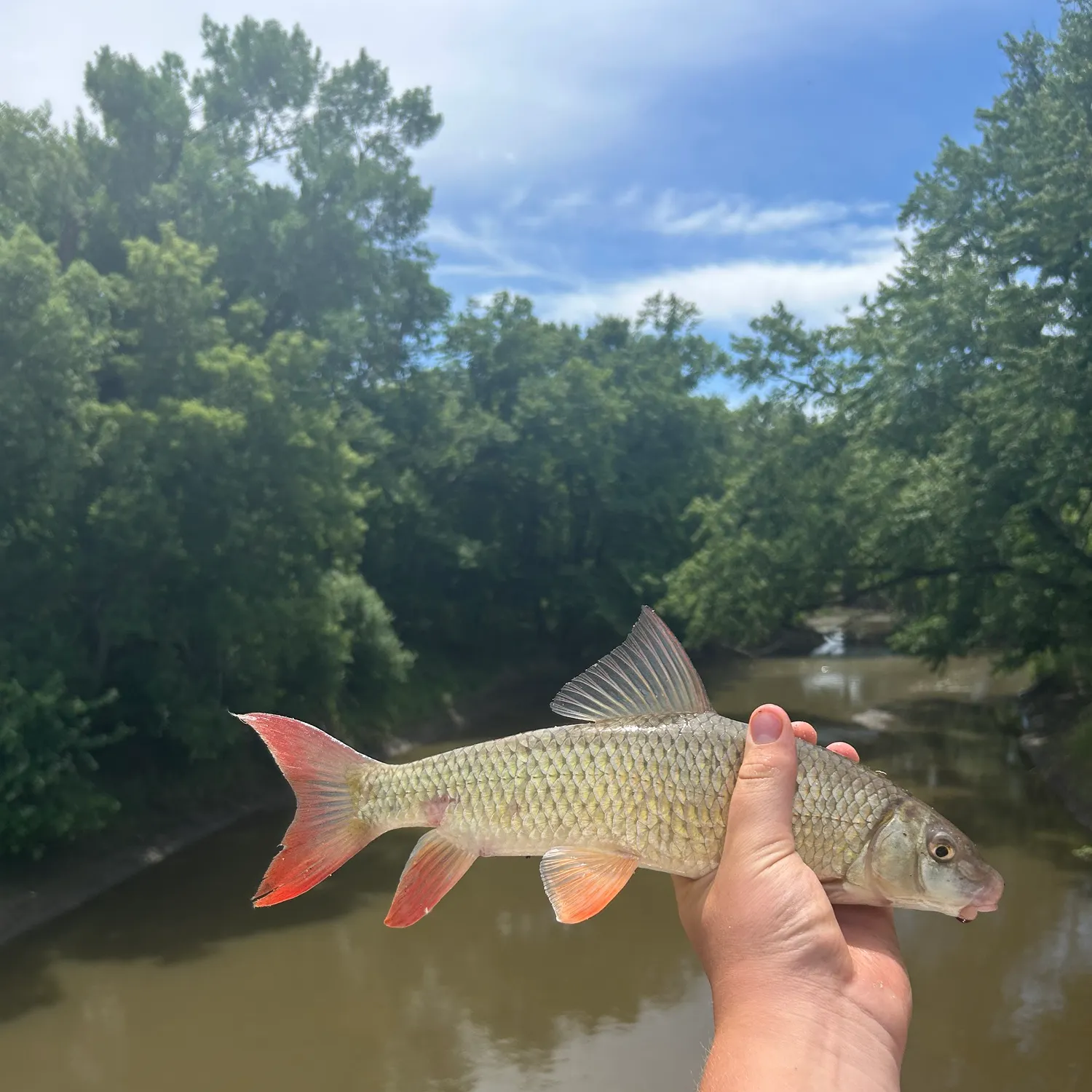 The most recent Smallmouth redhorse catches on Fishbrain