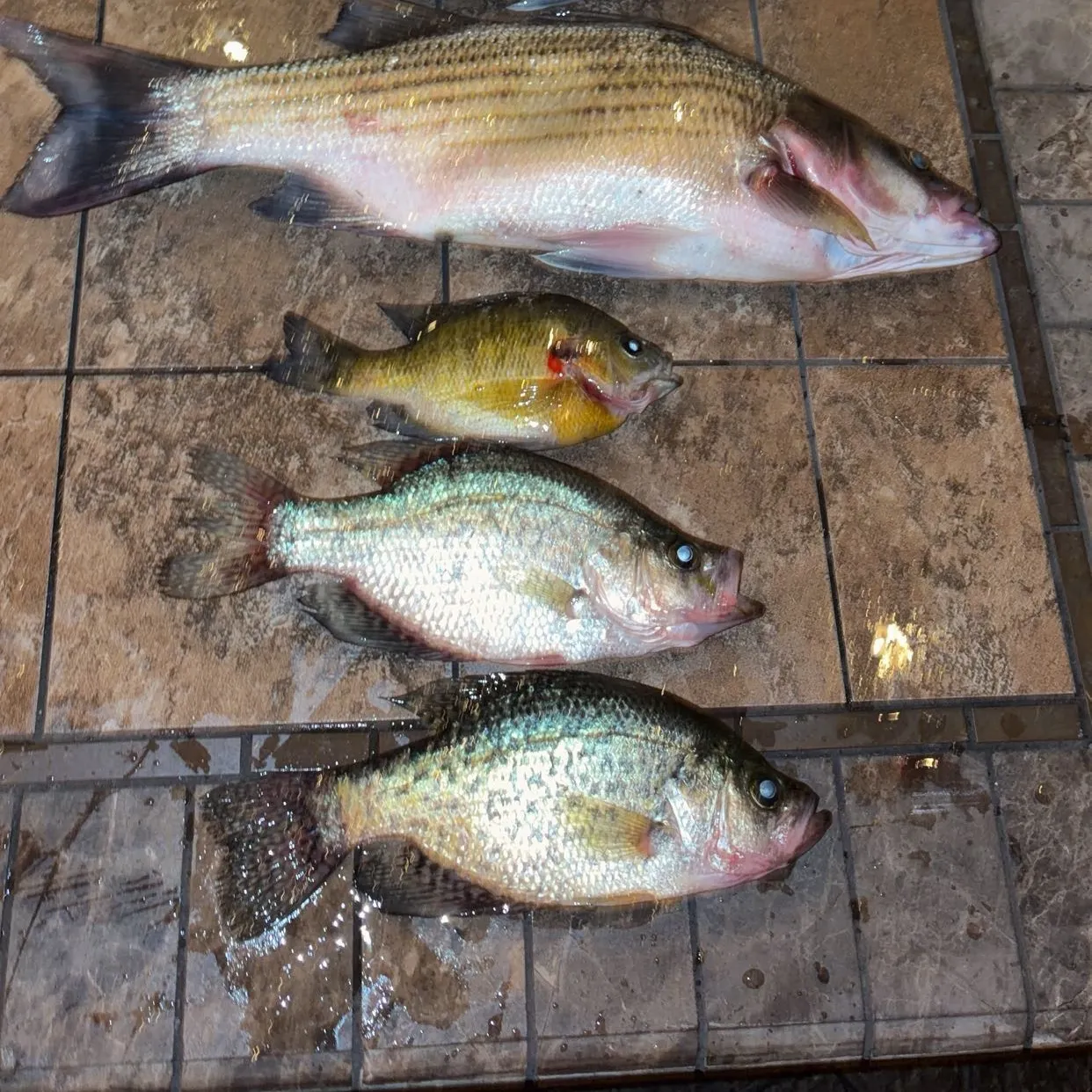 recently logged catches