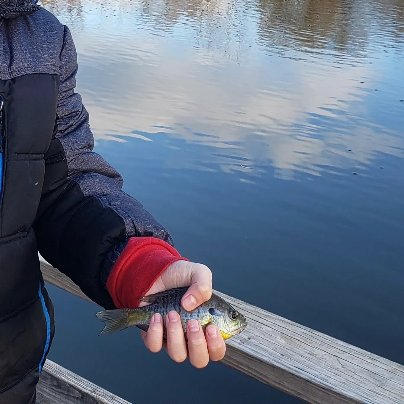 Bluegill caught on Fishbrain
