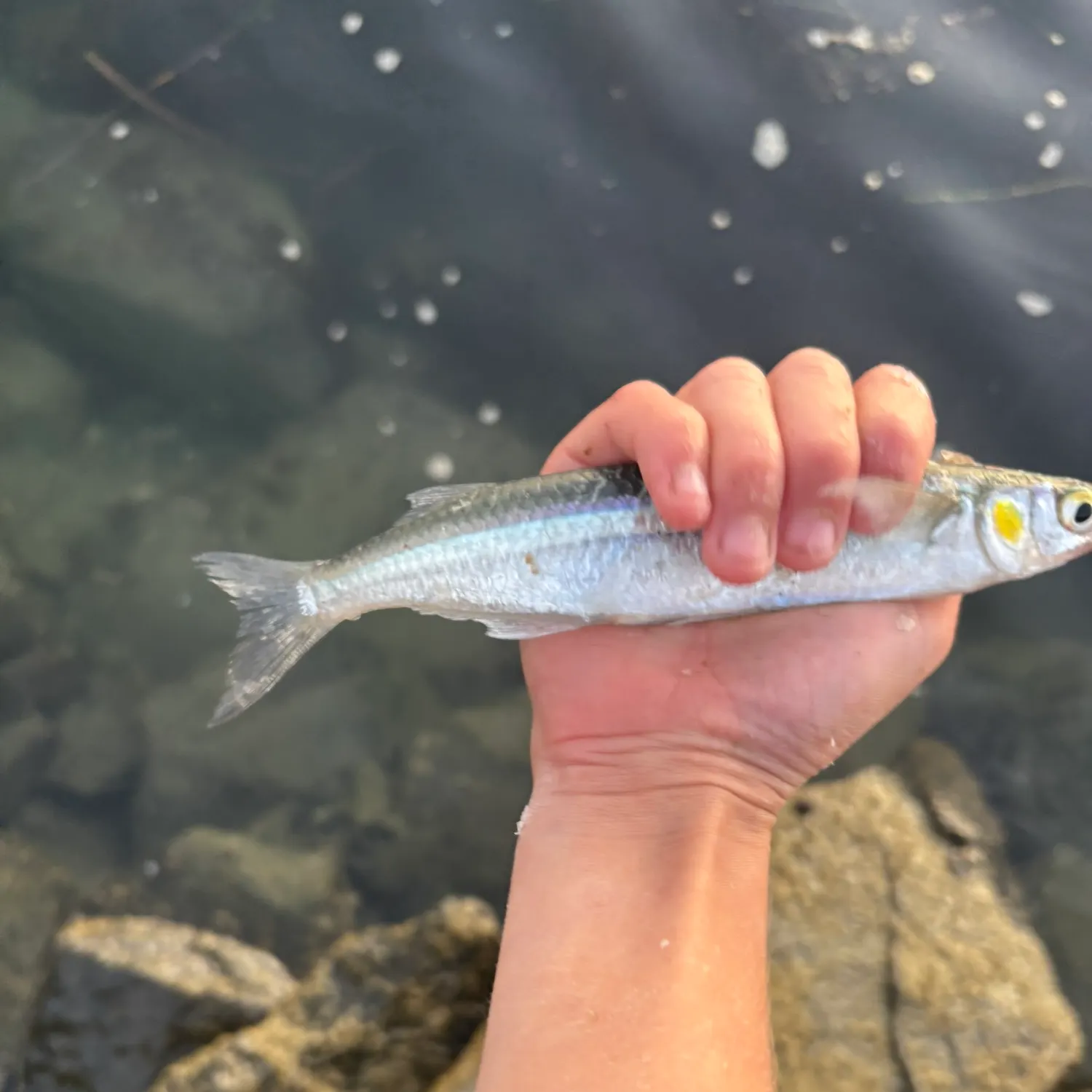 The most recent Topsmelt silverside catches on Fishbrain