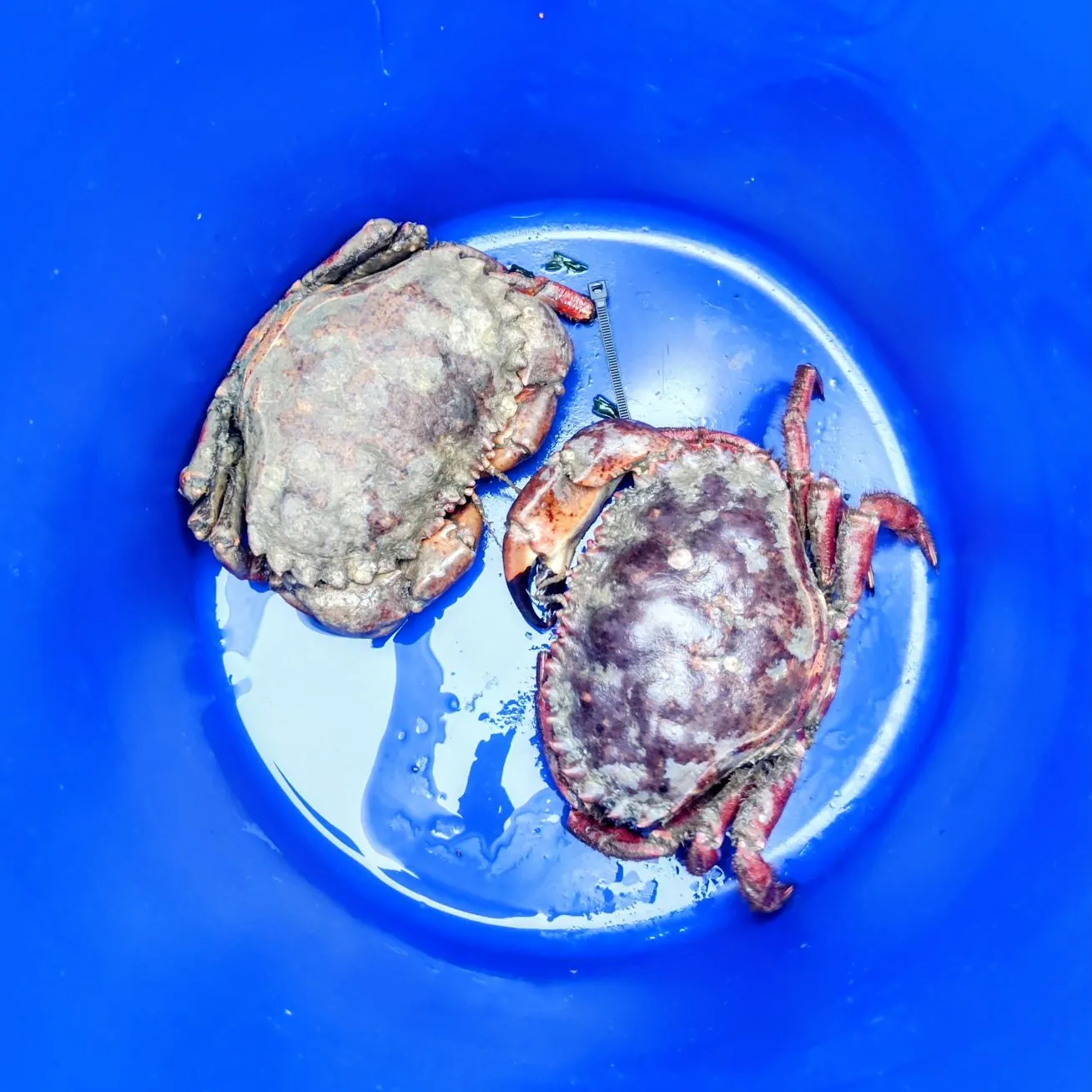 Fish caught on Fishbrain