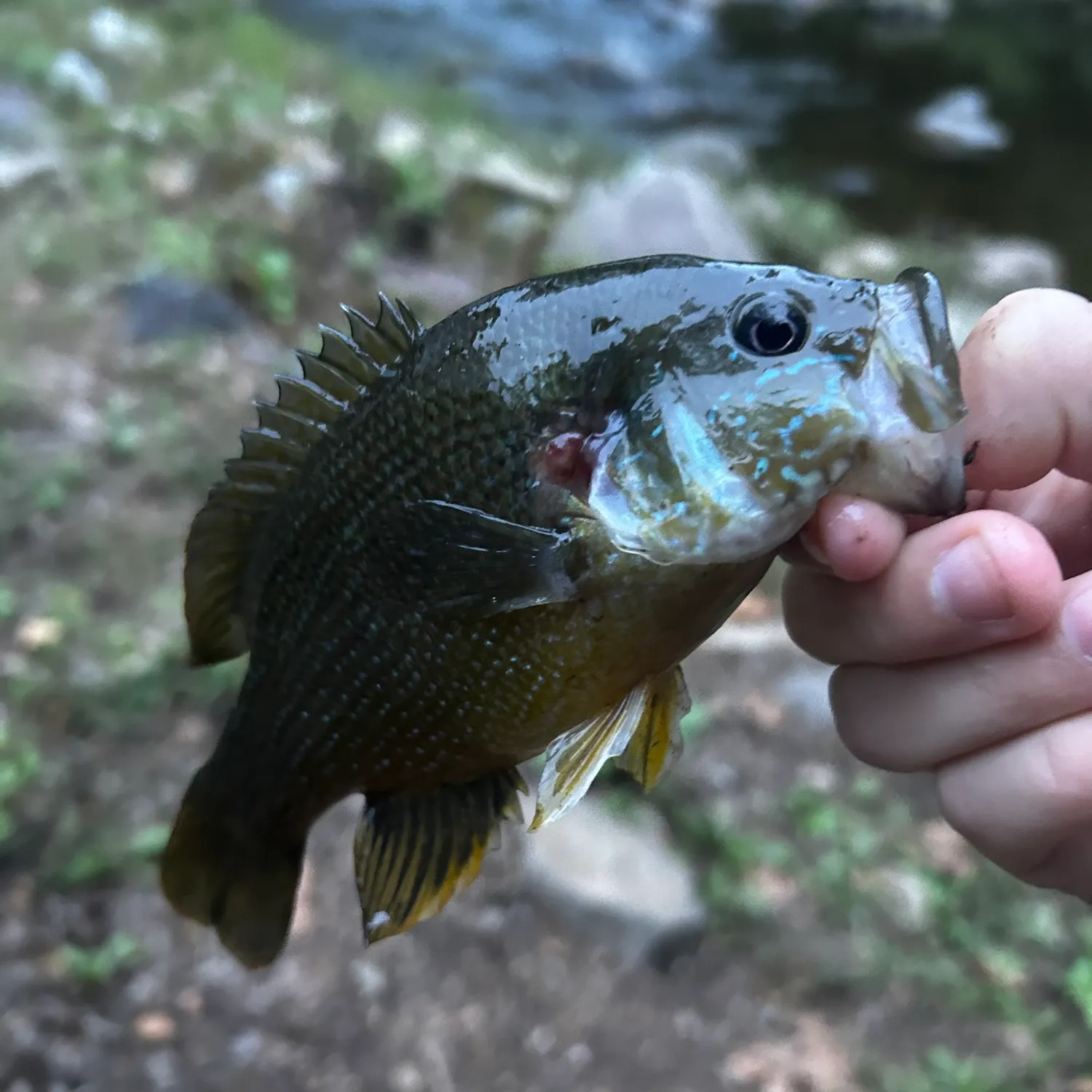 Green sunfish caught on Fishbrain