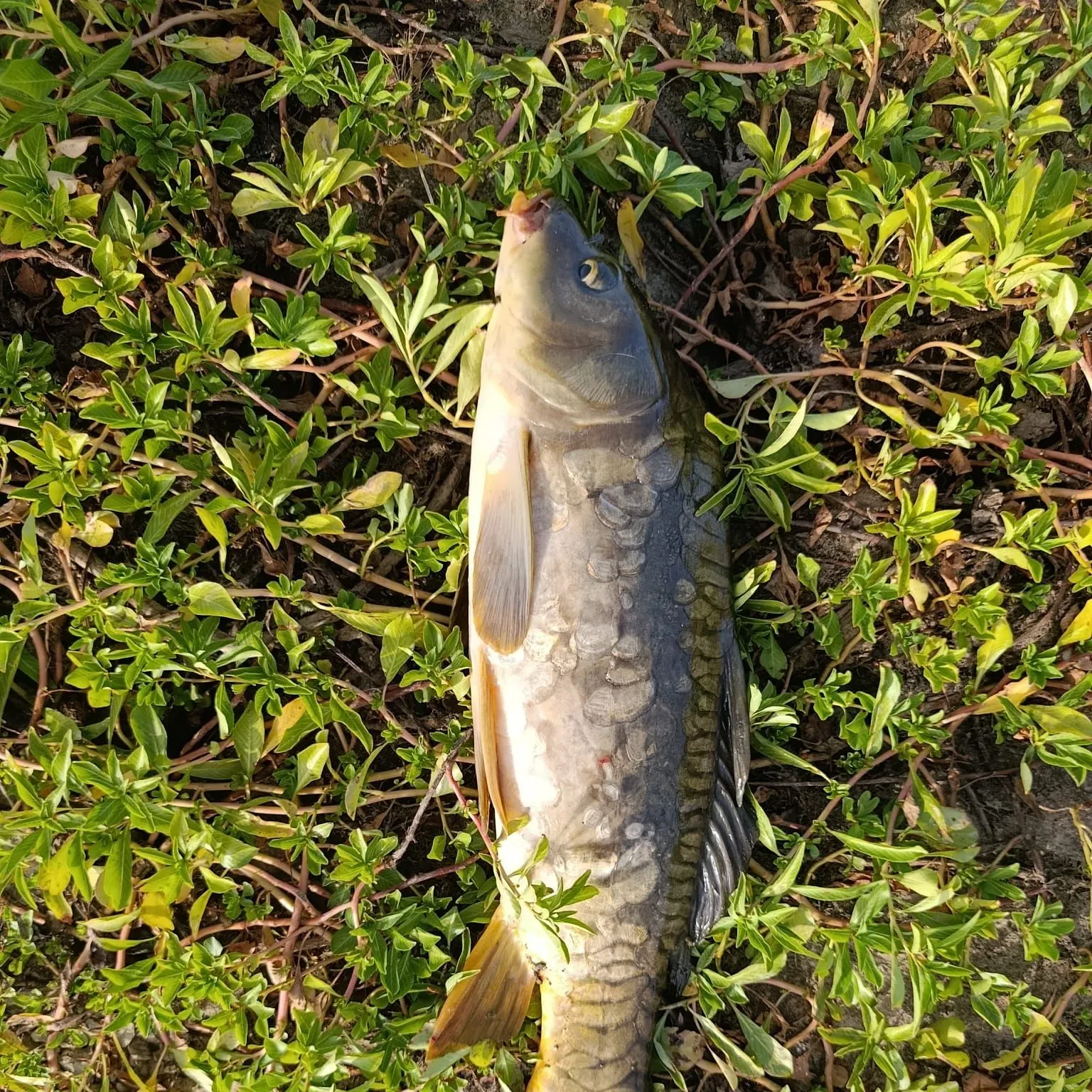 Mirror carp caught on Fishbrain