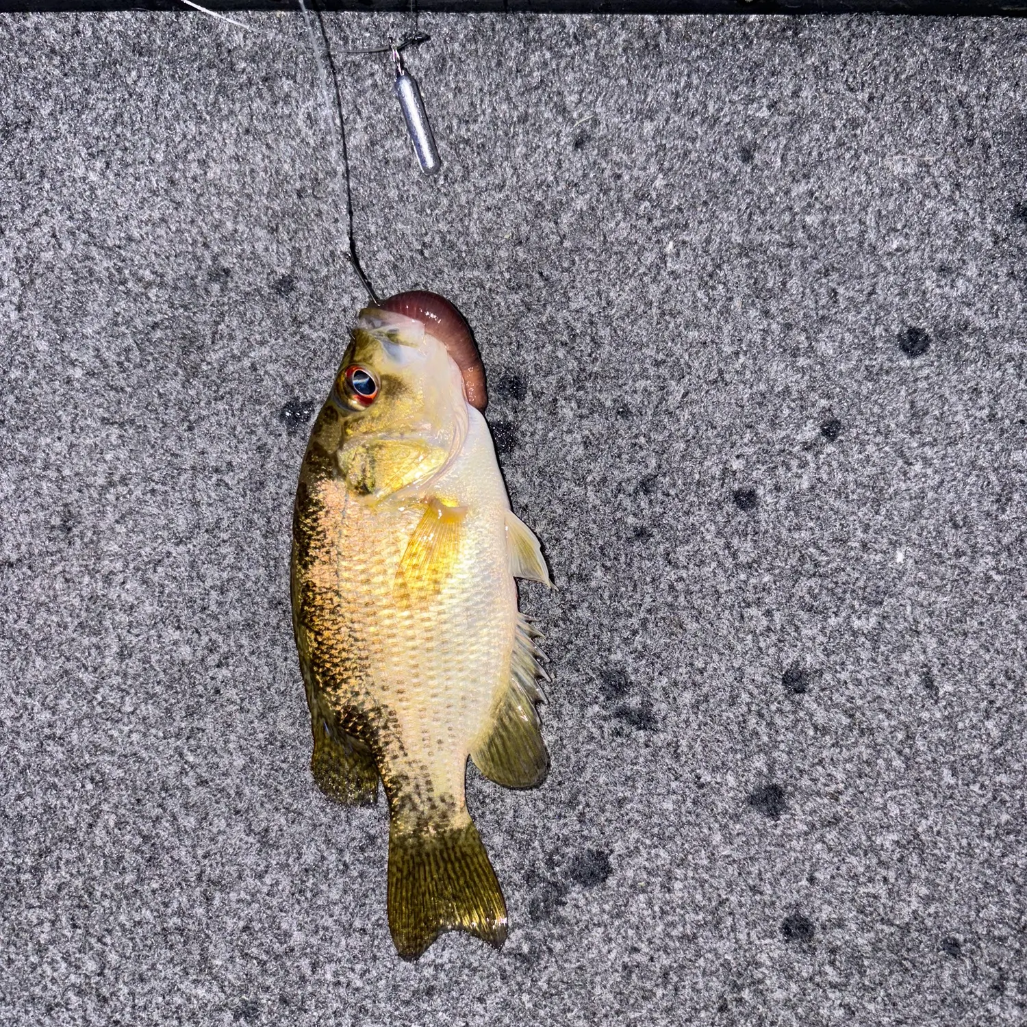 Rock bass caught on Fishbrain