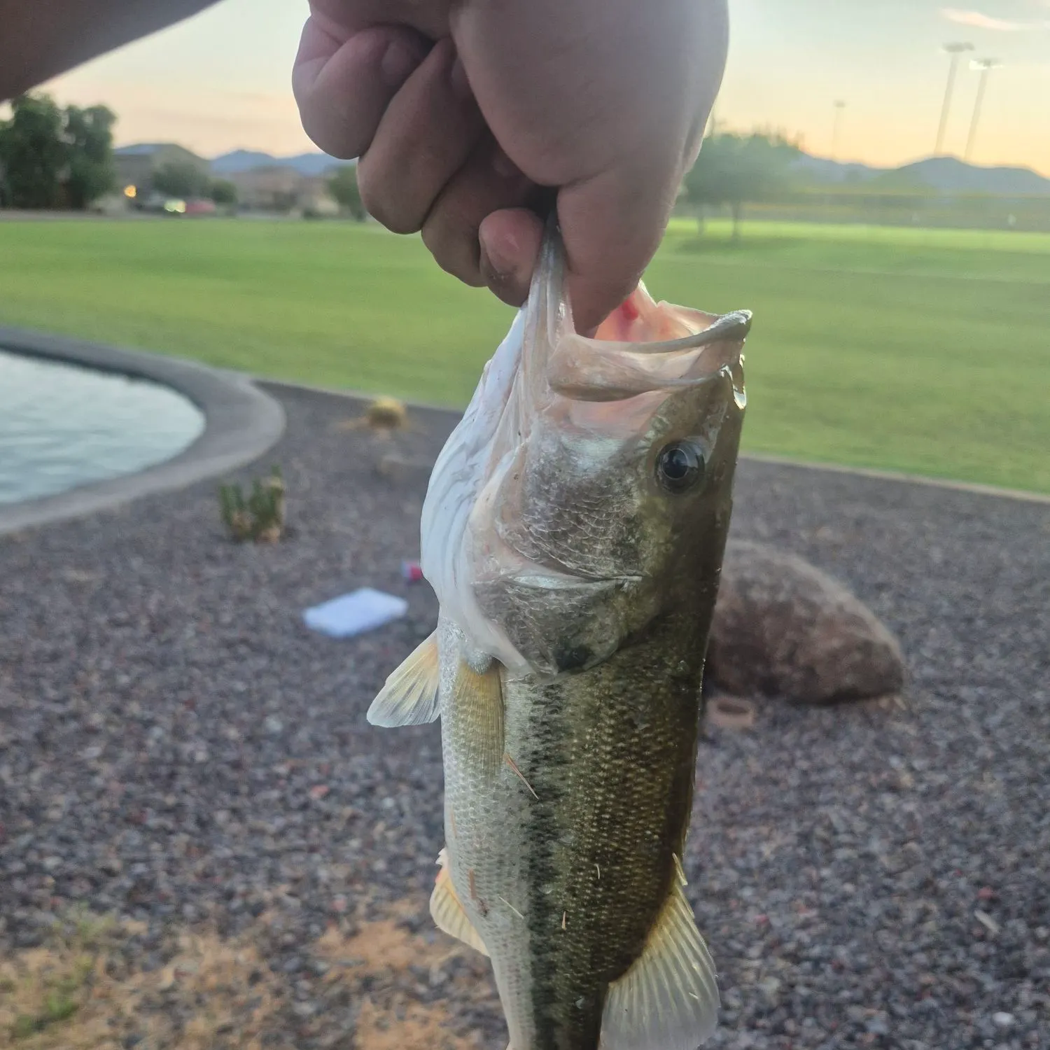 catch