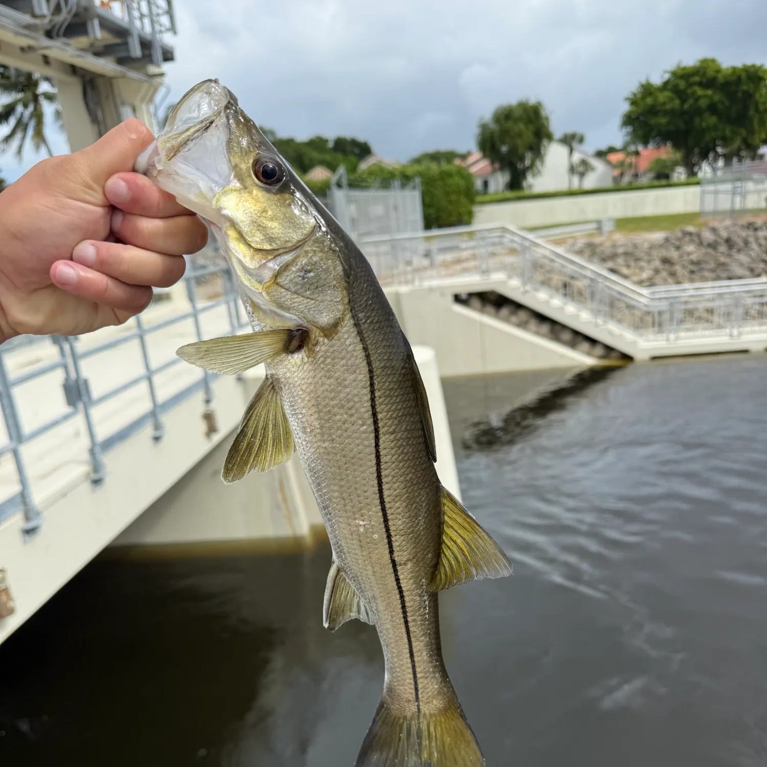 Common snook caught on Fishbrain