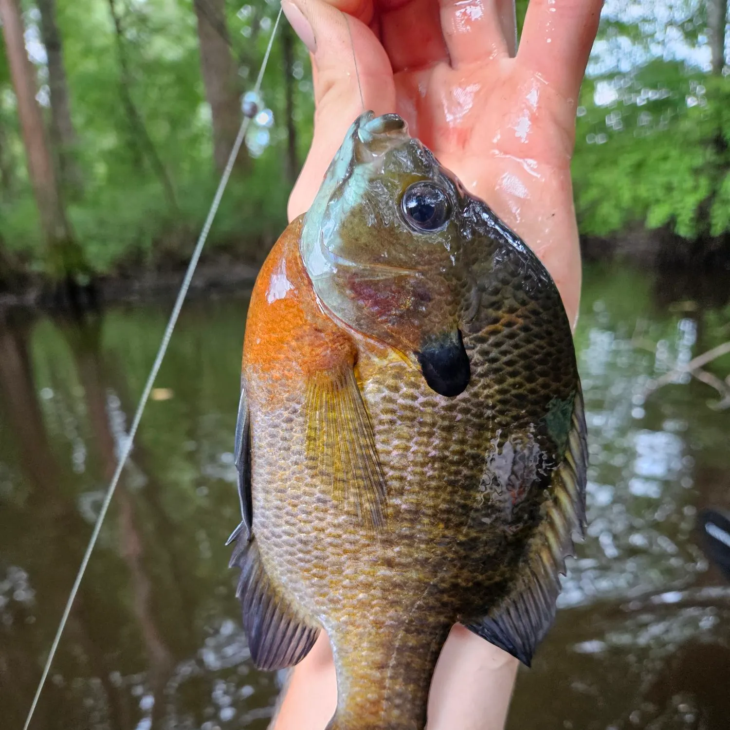 Bluegill caught on Fishbrain