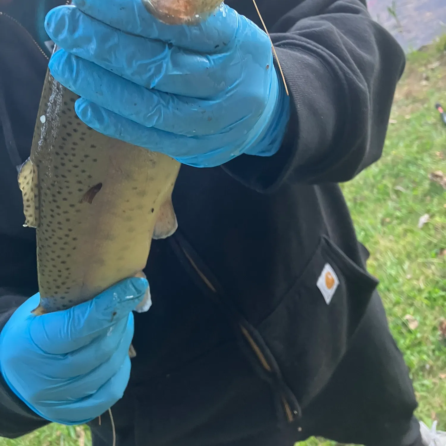 Rainbow trout caught on Fishbrain