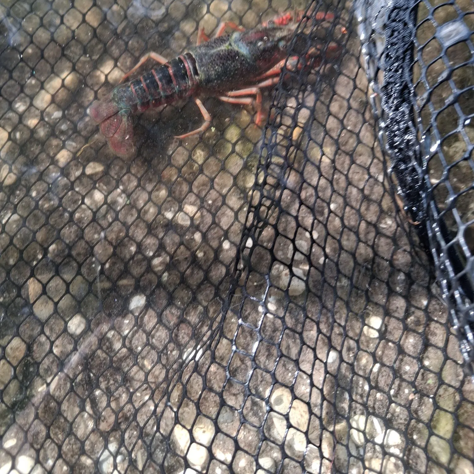 Fish caught on Fishbrain