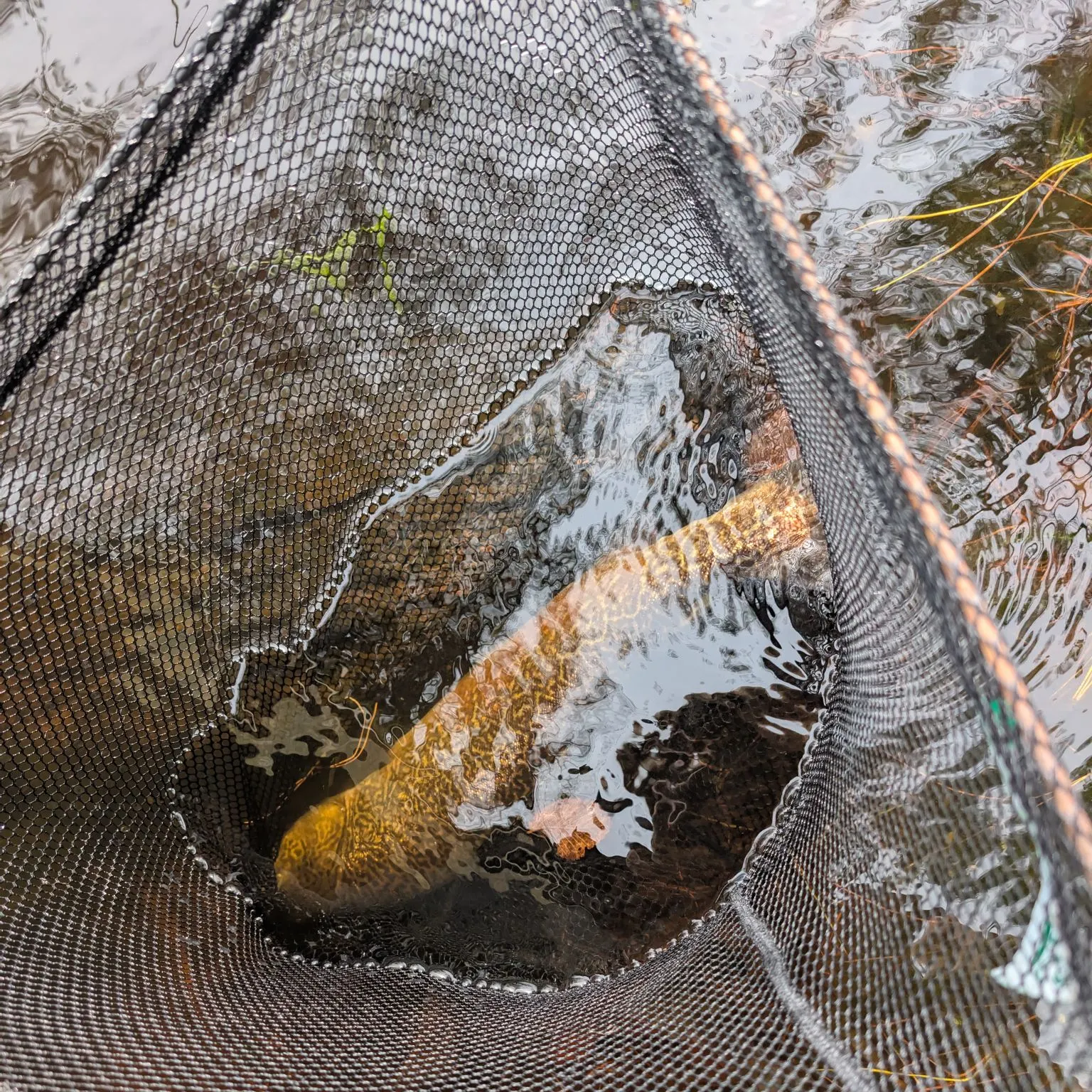 Tiger trout caught on Fishbrain
