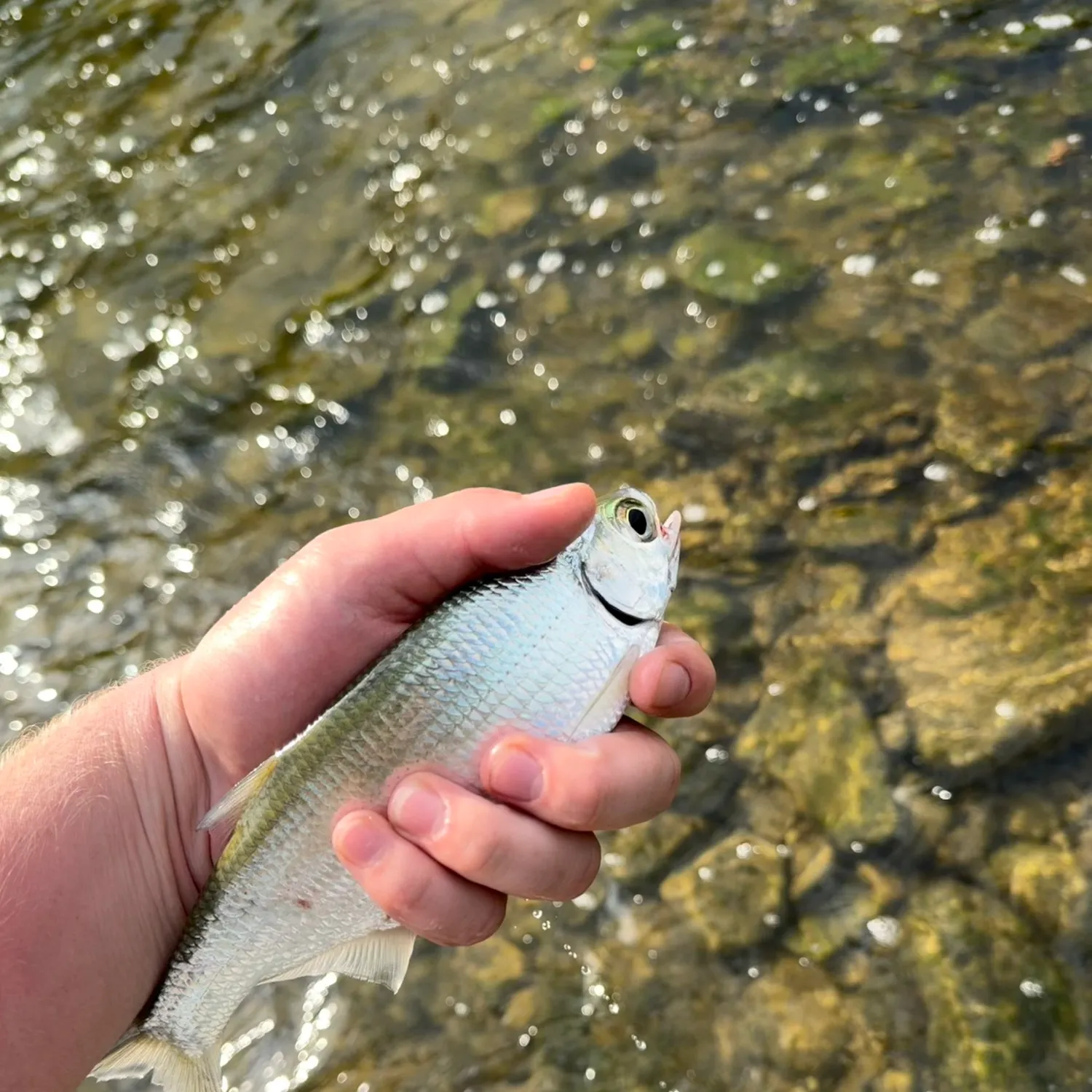 The most recent Mooneye catches on Fishbrain