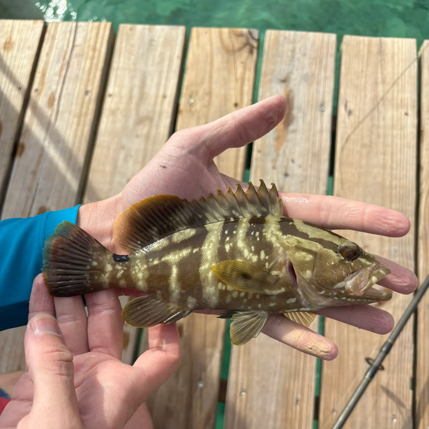The most recent Nassau grouper catches on Fishbrain