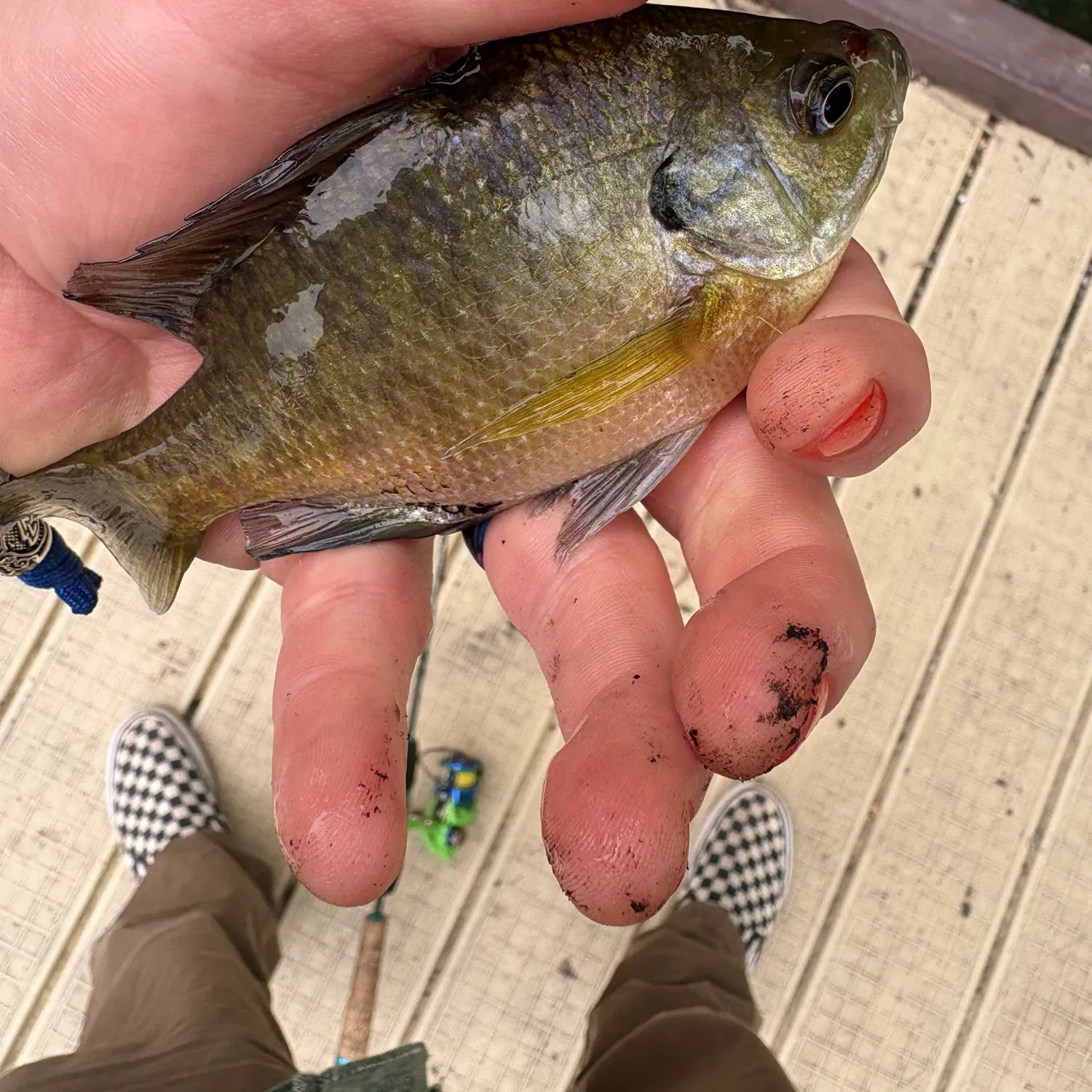 Bluegill caught on Fishbrain