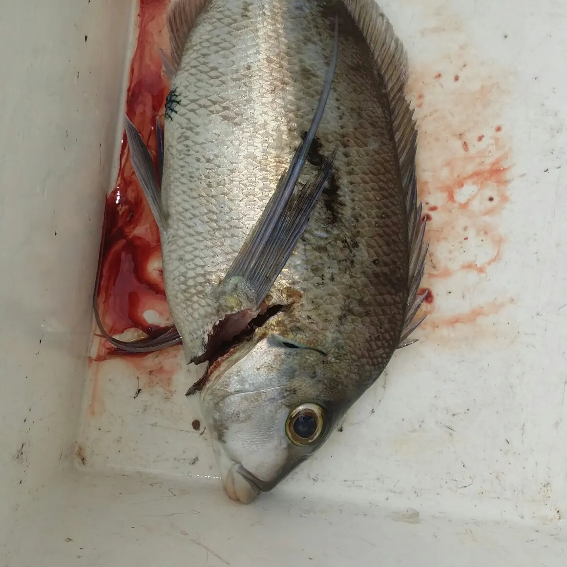 Spottedtail morwong caught on Fishbrain