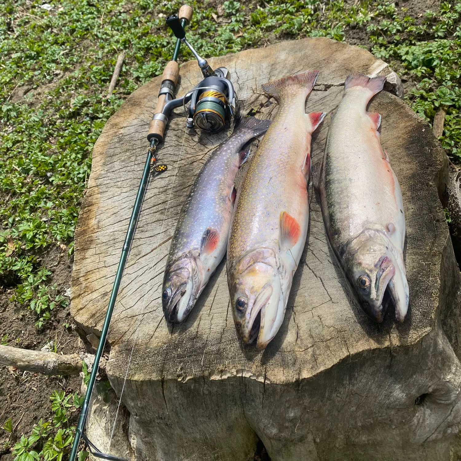 recently logged catches