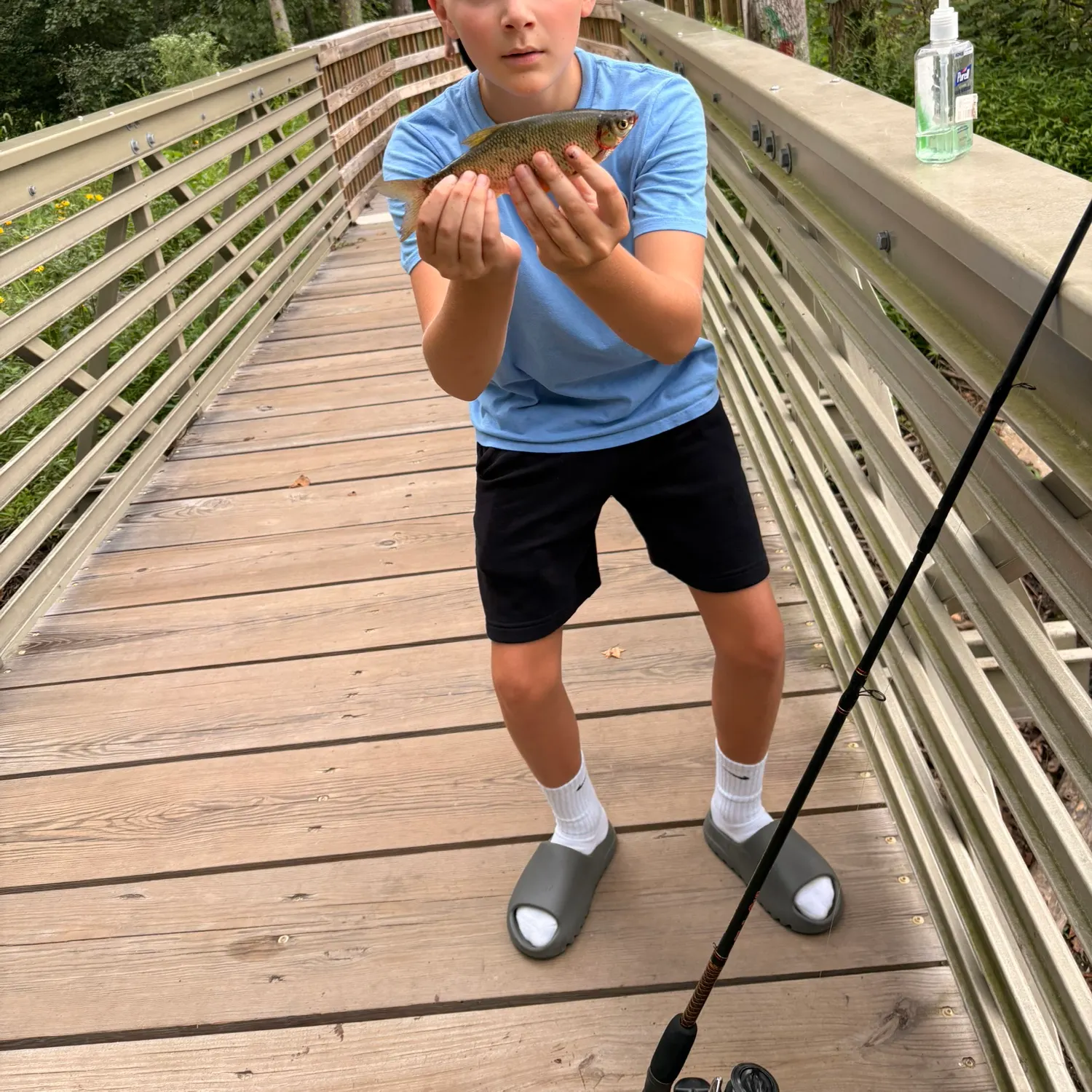 Golden shiner caught on Fishbrain