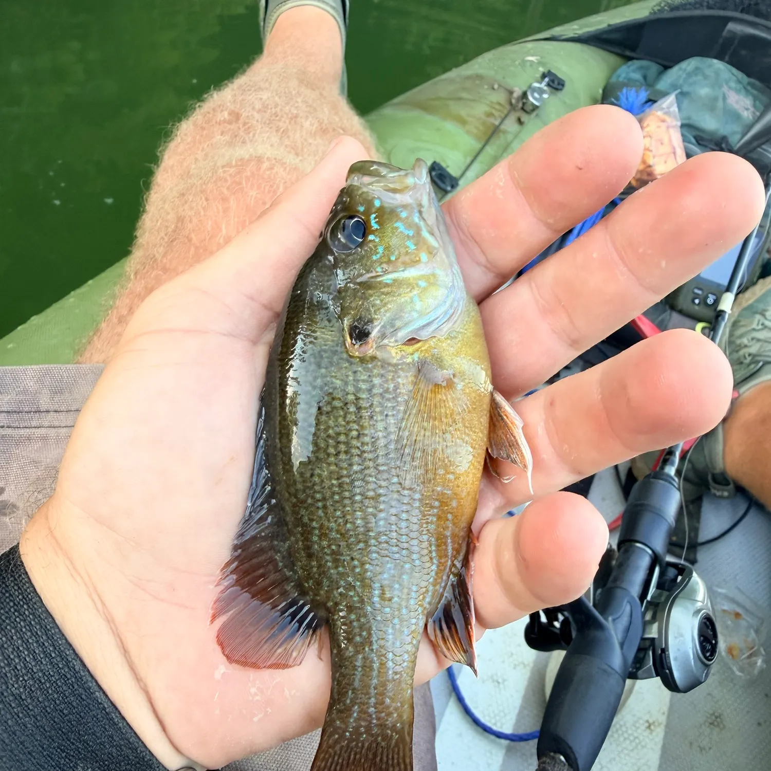 Green sunfish caught on Fishbrain