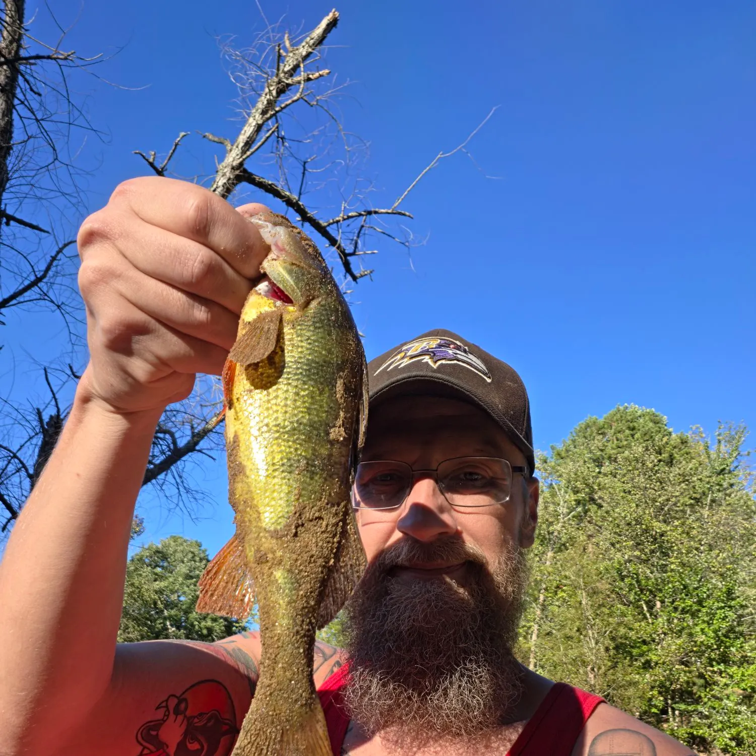 Yellow perch caught on Fishbrain