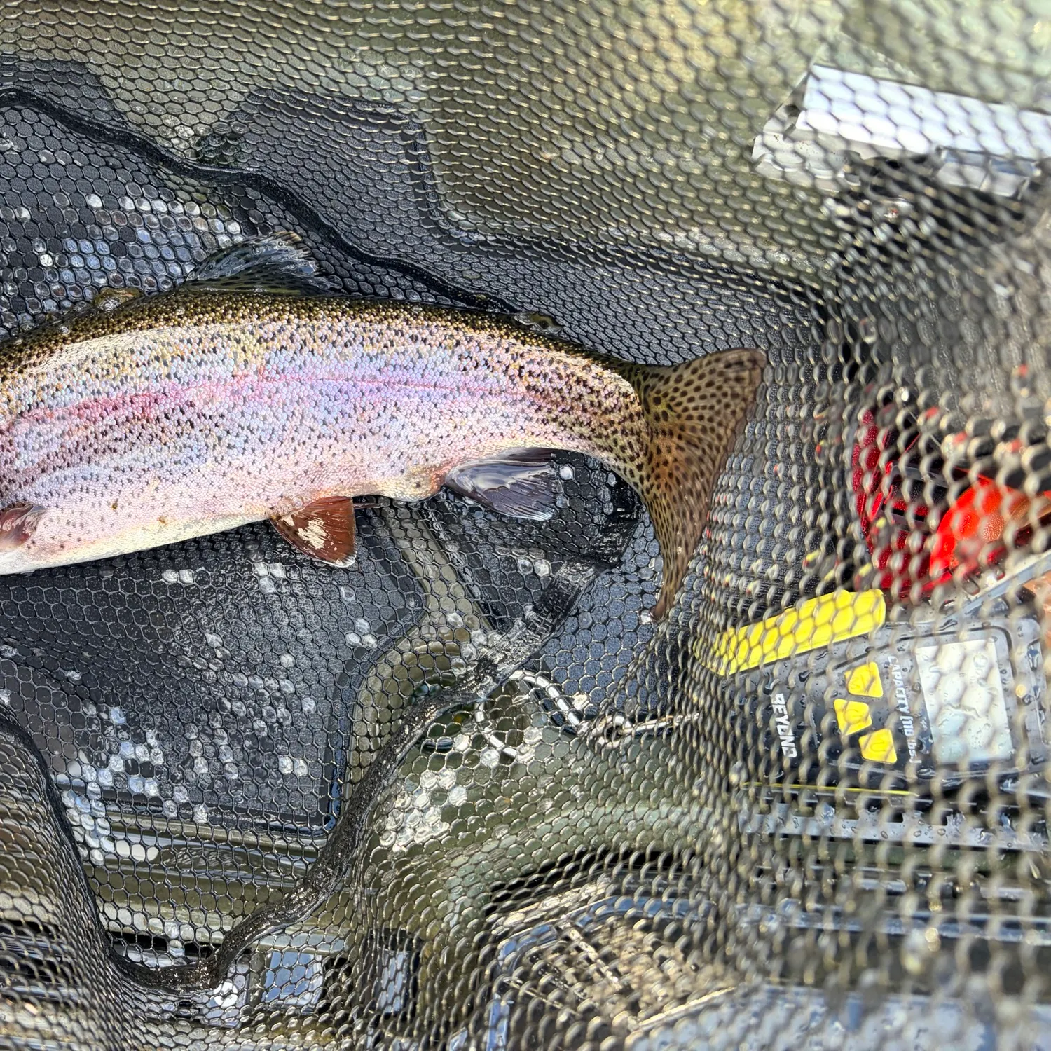 Rainbow trout caught on Fishbrain