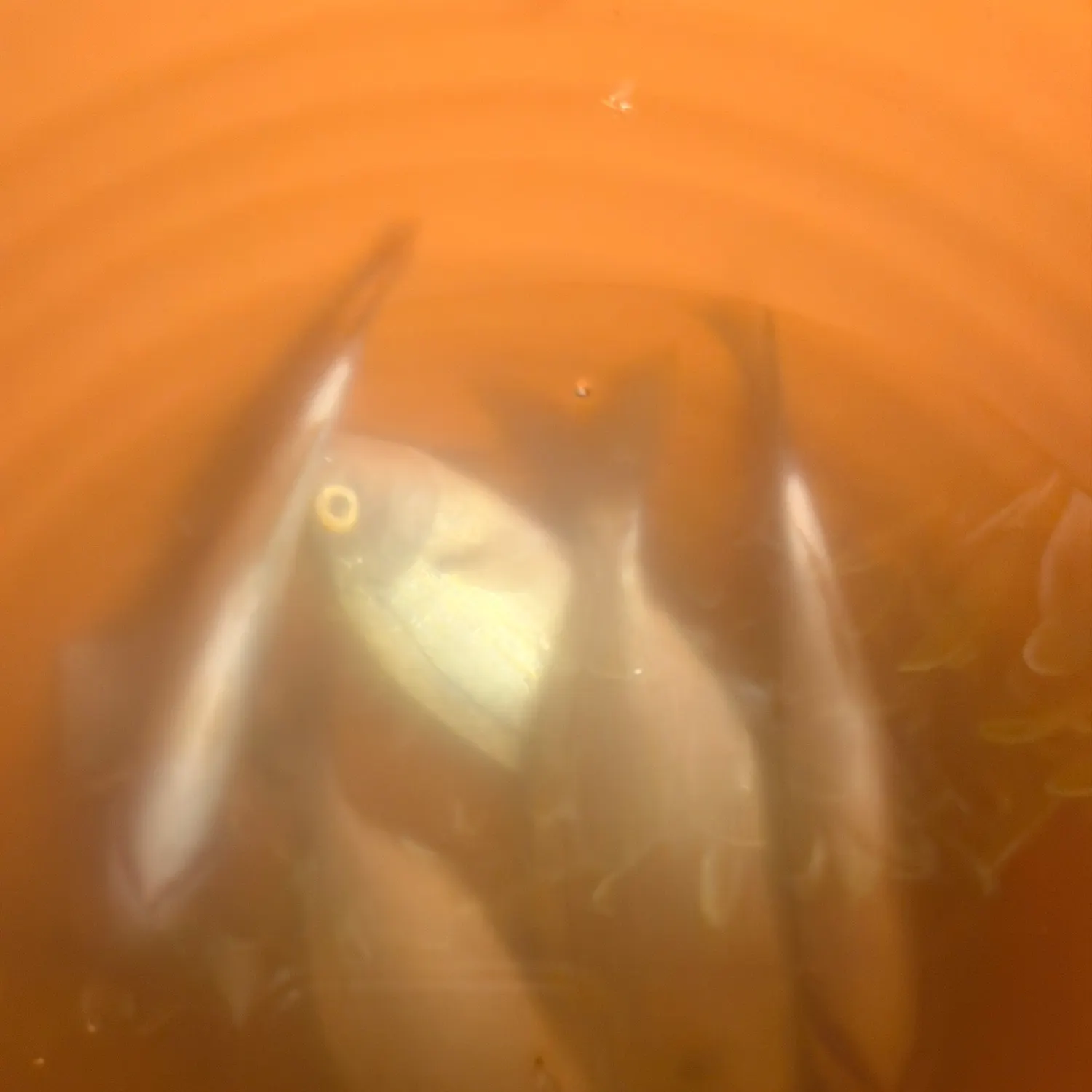 Fish caught on Fishbrain