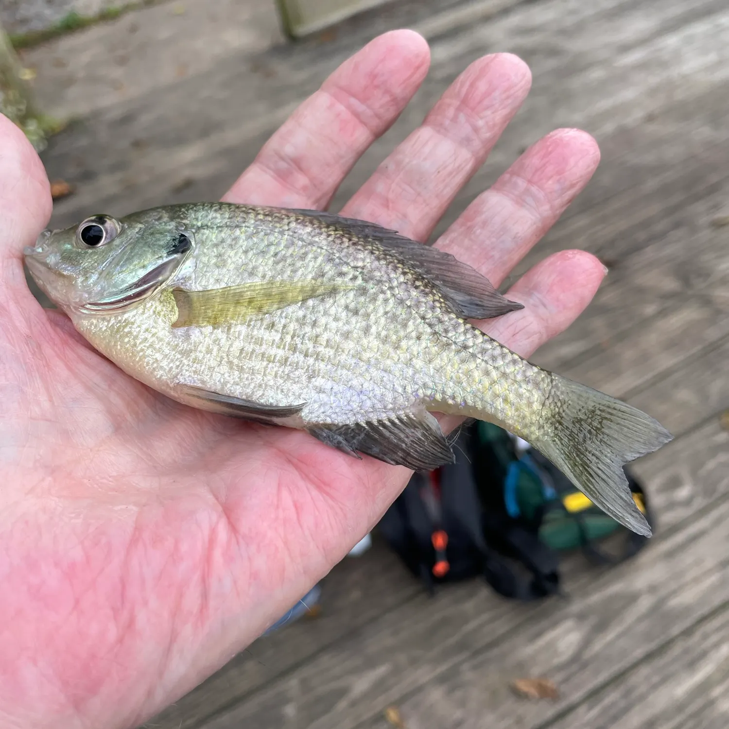 Bluegill caught on Fishbrain