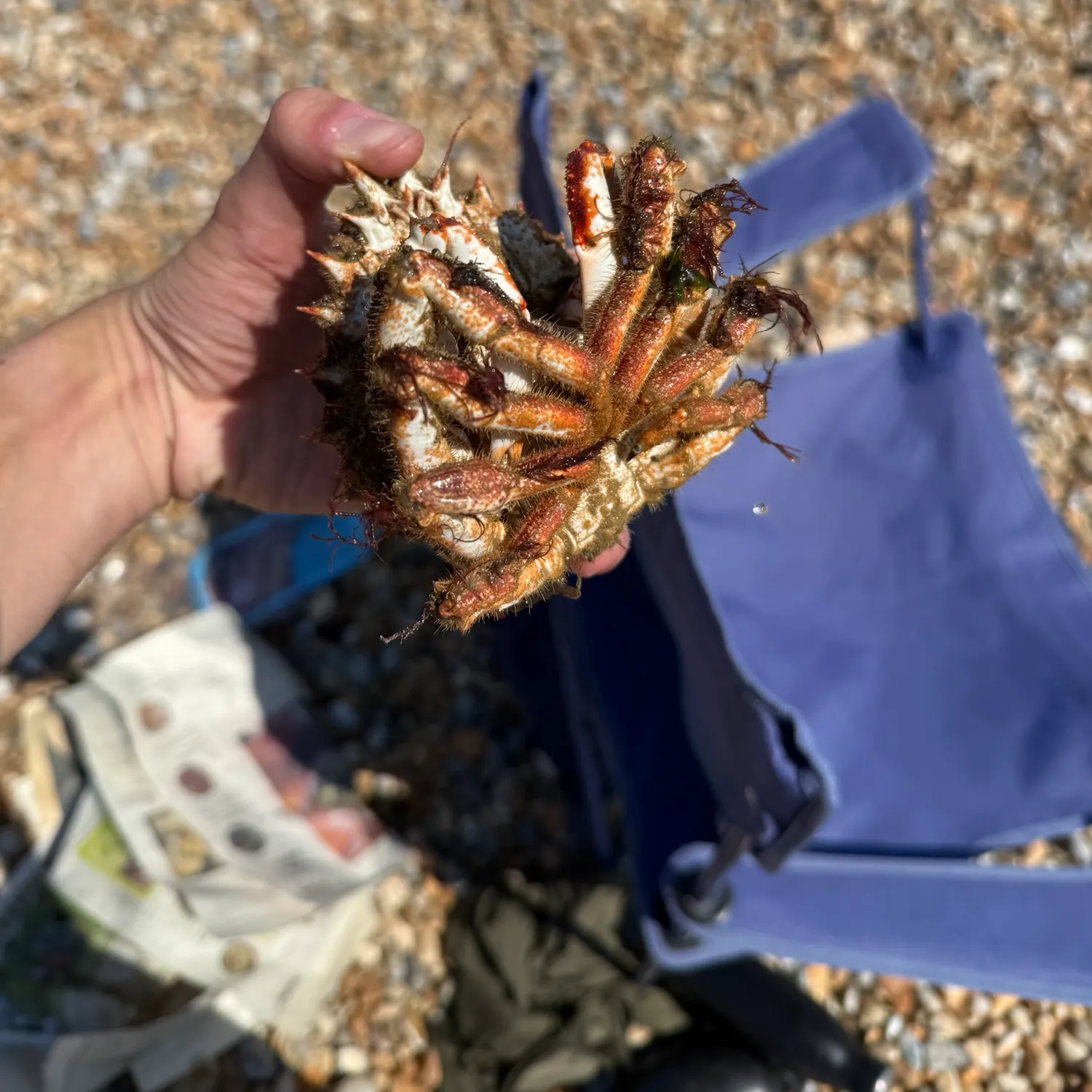 The most recent European spider crab catches on Fishbrain
