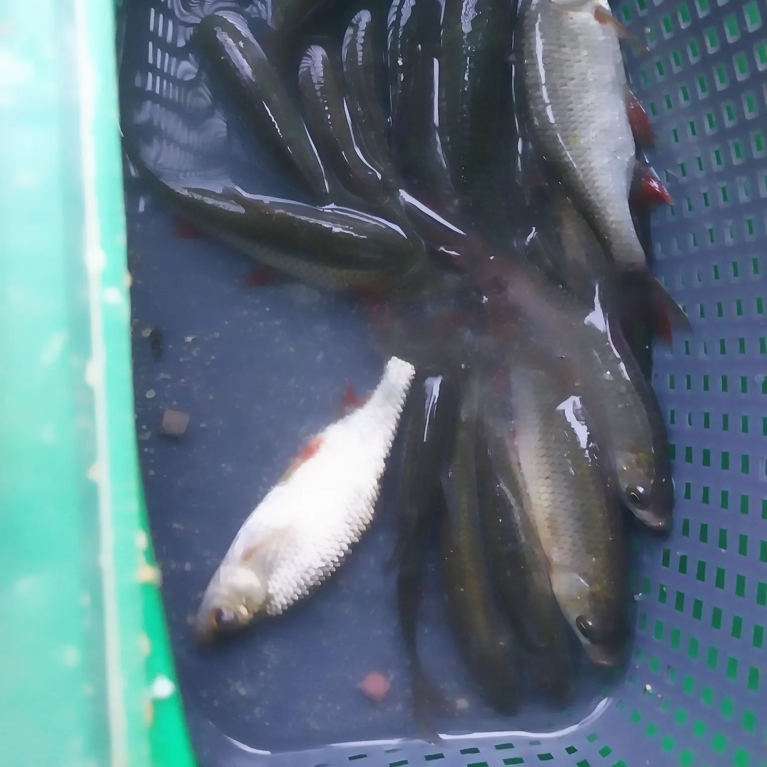 Common roach caught on Fishbrain