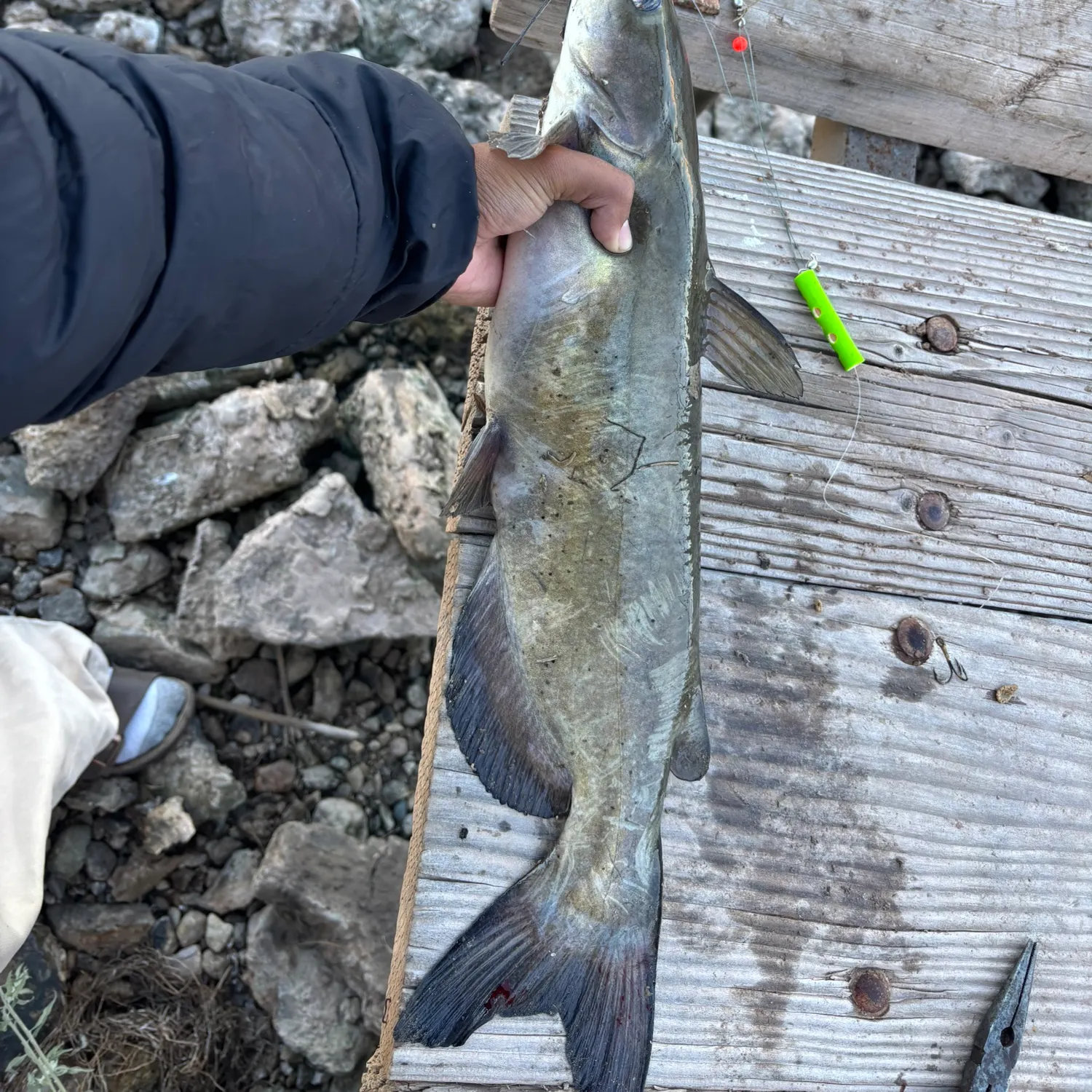 recently logged catches