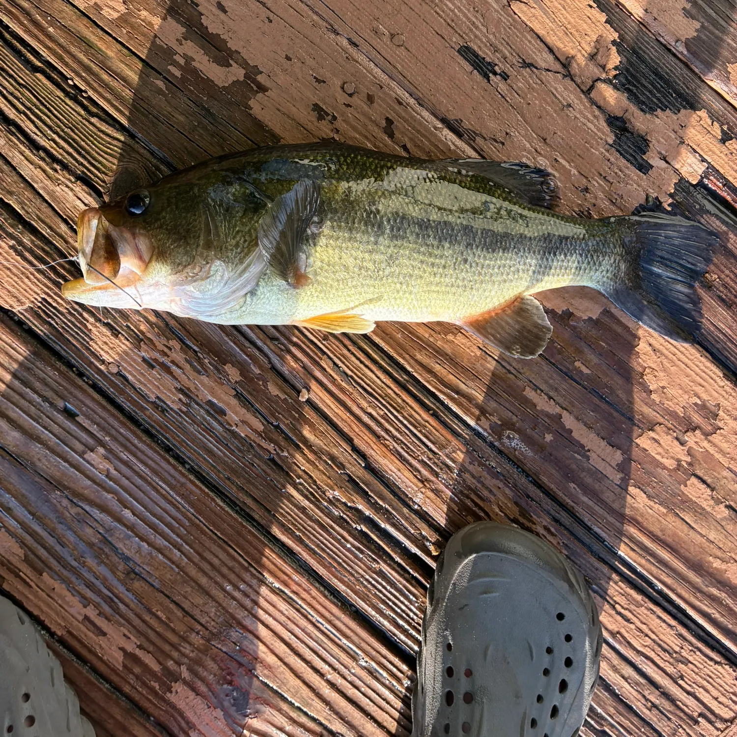 Largemouth bass caught on Fishbrain