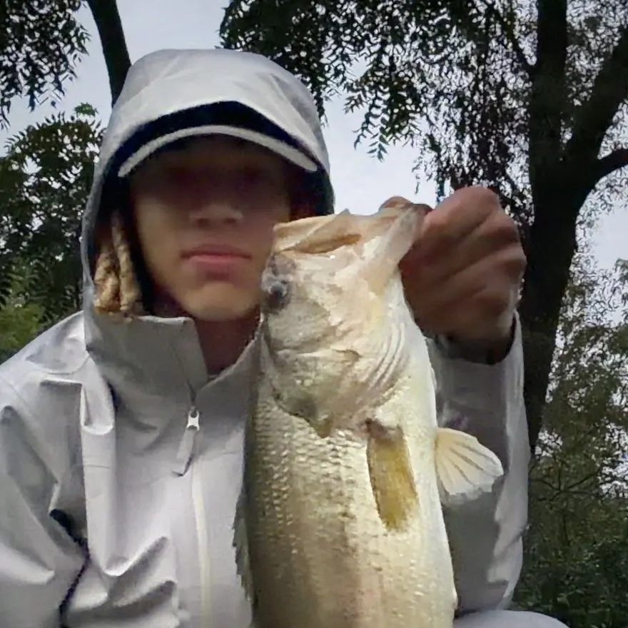 Largemouth bass caught on Fishbrain