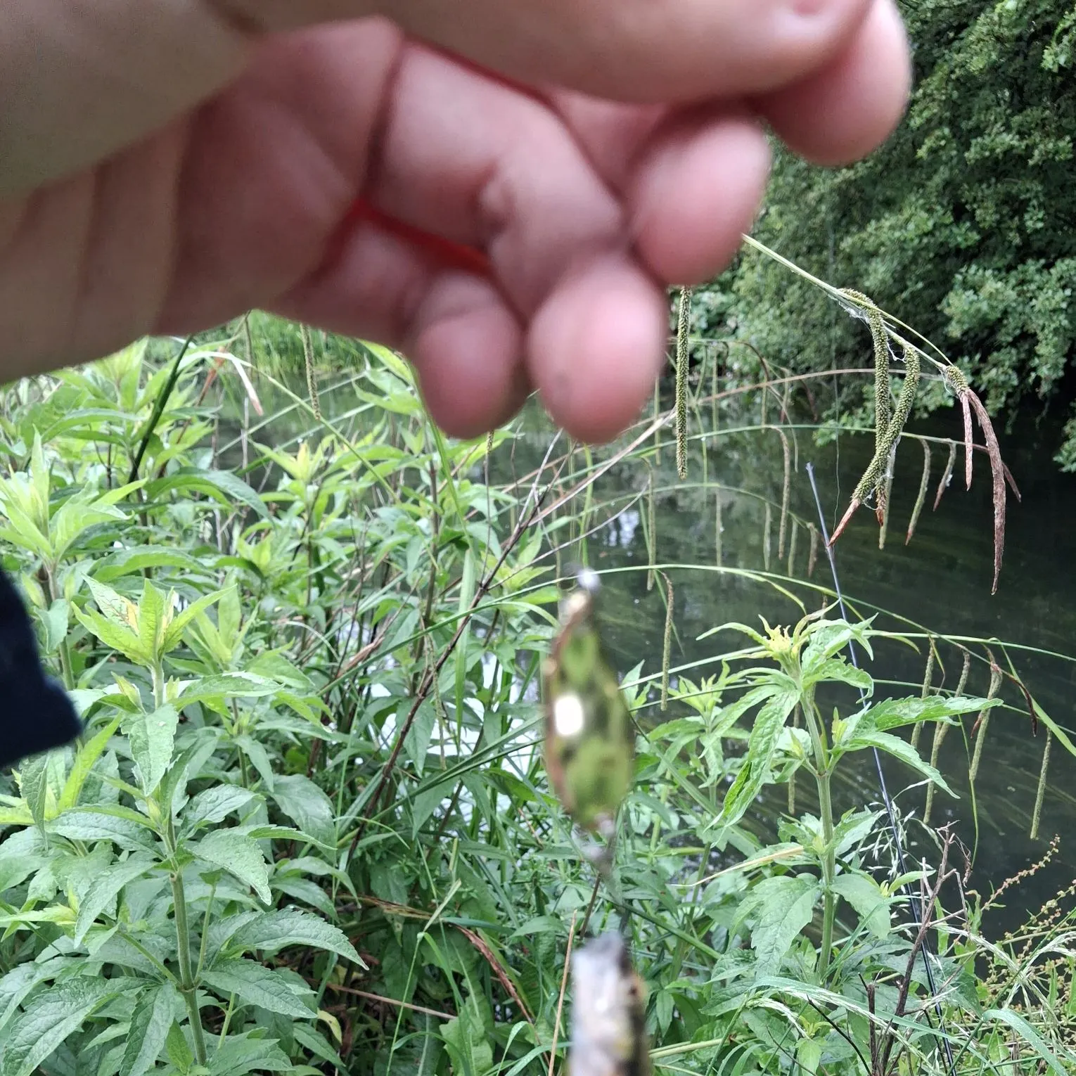 The most recent Eurasian minnow catches on Fishbrain