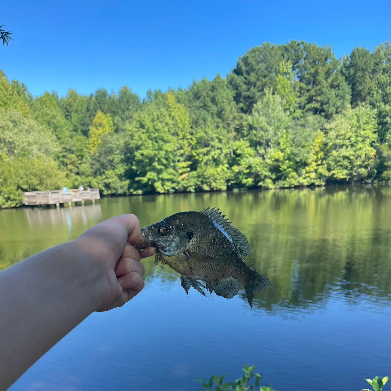 Bluegill caught on Fishbrain
