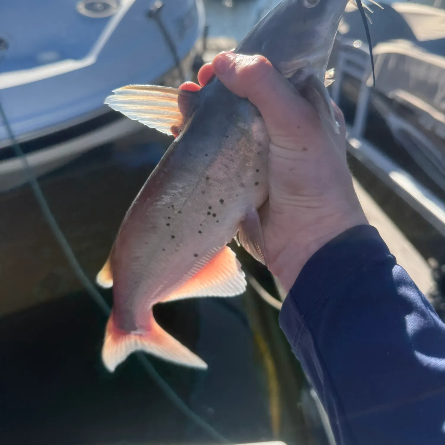 Channel catfish caught on Fishbrain
