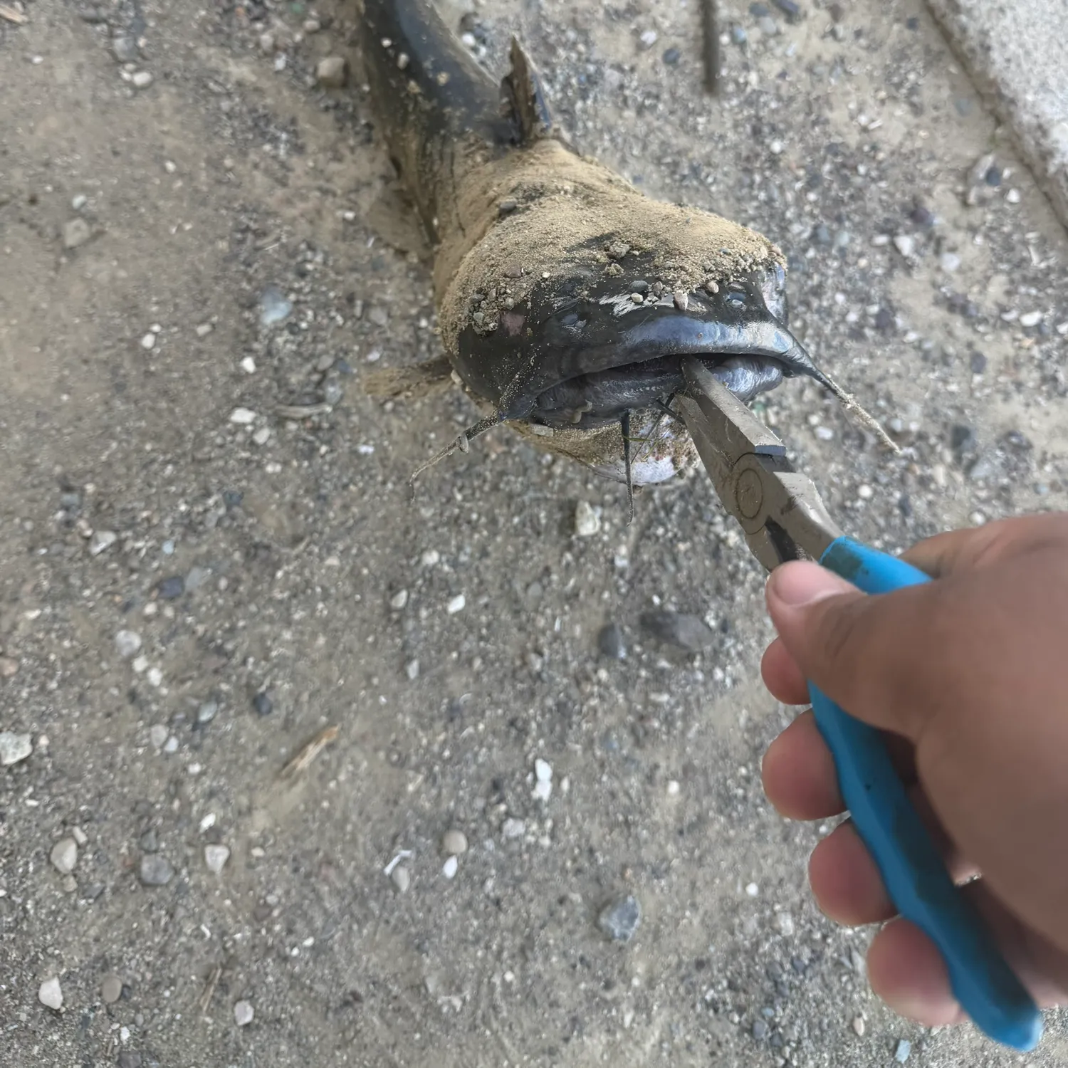 catch