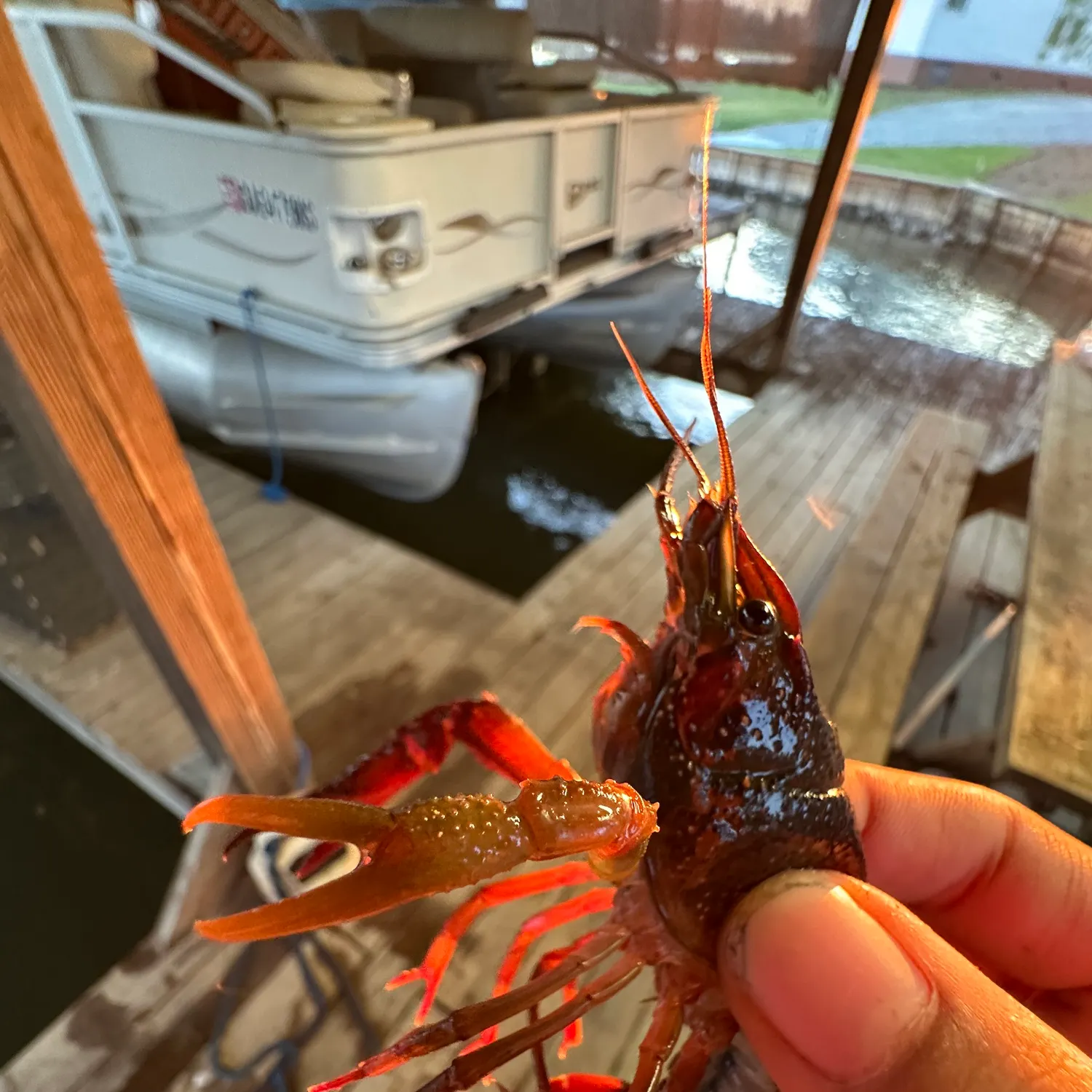 The most recent Red swamp crayfish catches on Fishbrain