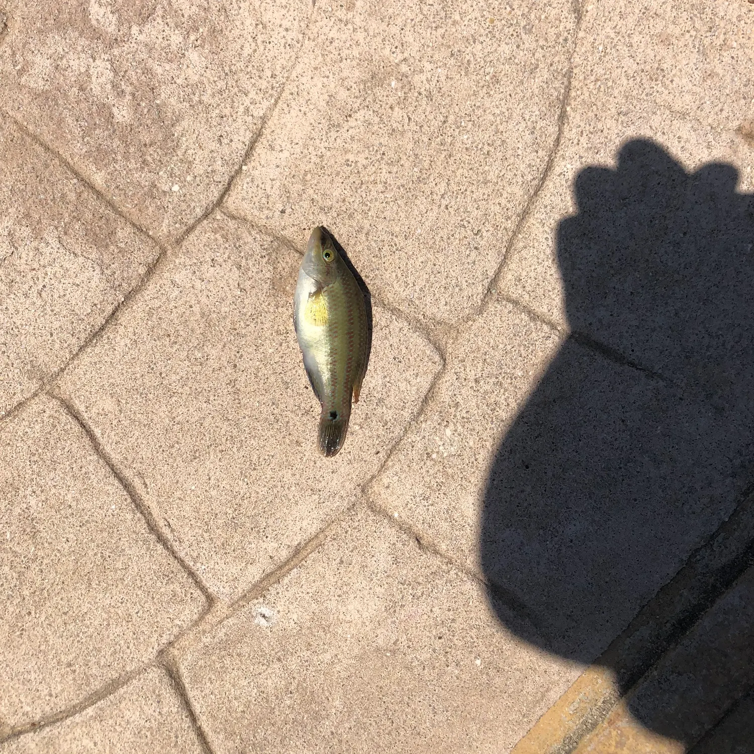 The most recent East Atlantic peacock wrasse catches on Fishbrain
