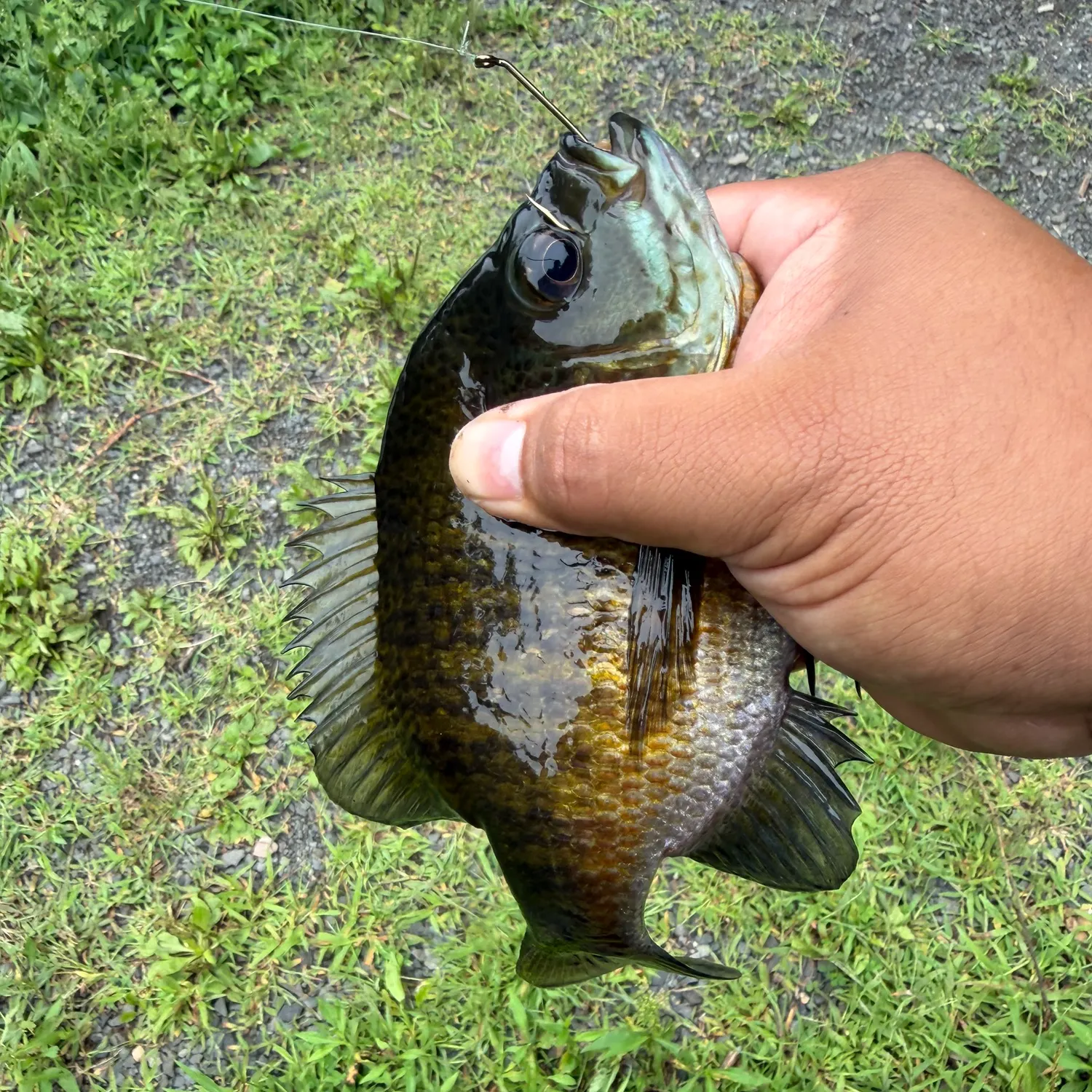 Bluegill caught on Fishbrain