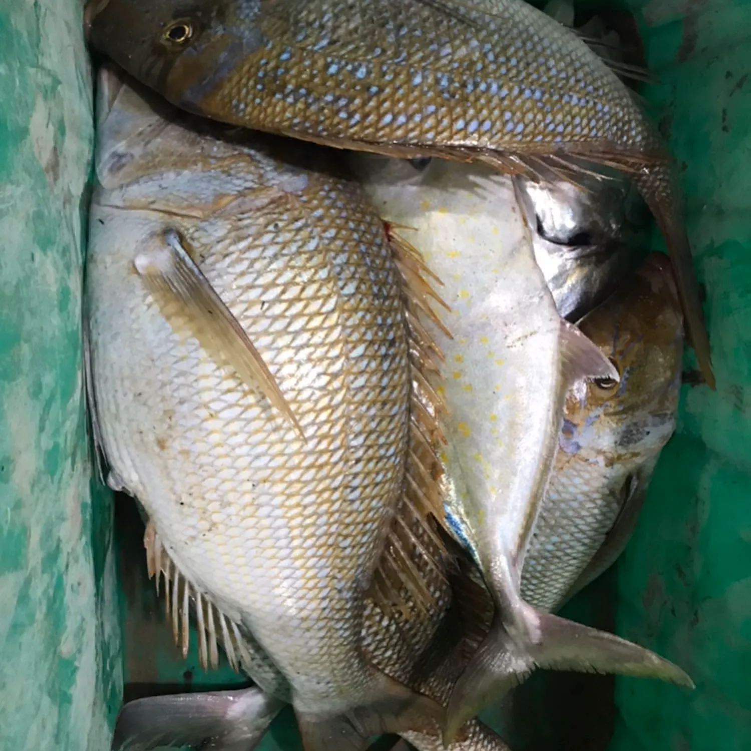 recently logged catches