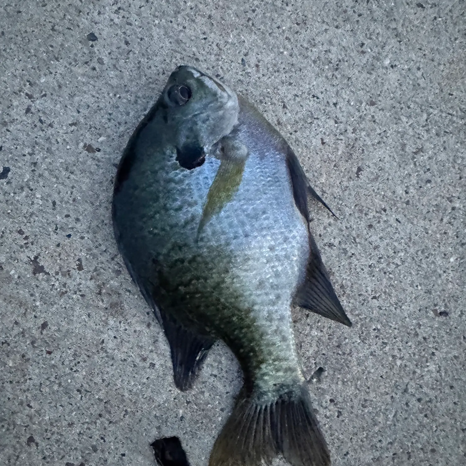 Bluegill caught on Fishbrain