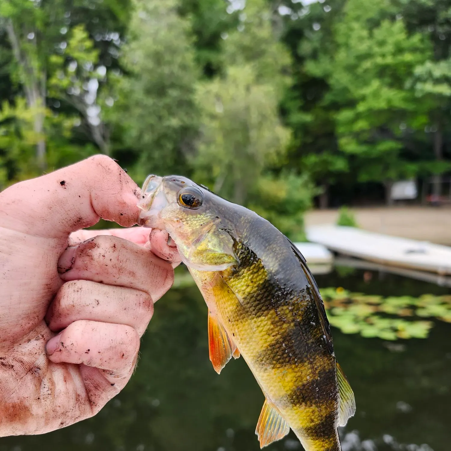 Yellow perch caught on Fishbrain