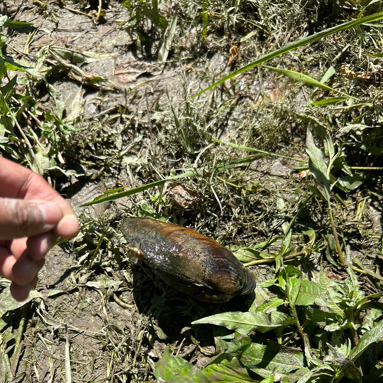 The most recent Giant floater catches on Fishbrain