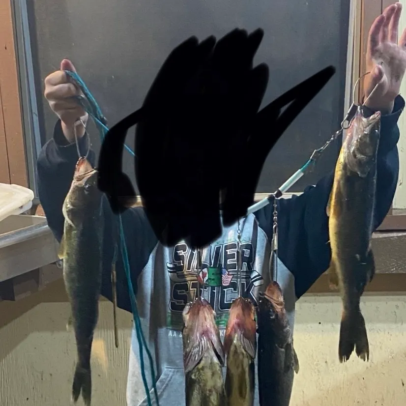 Walleye caught on Fishbrain