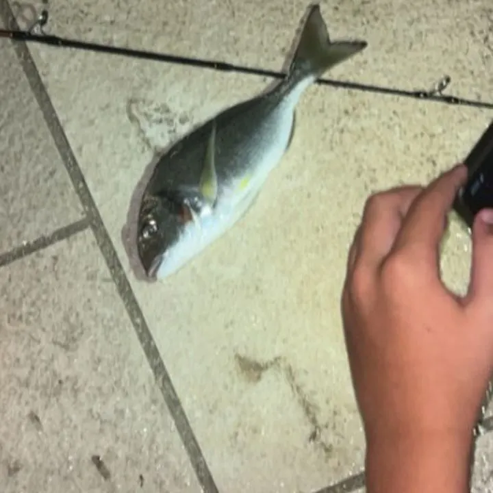 Fish caught on Fishbrain