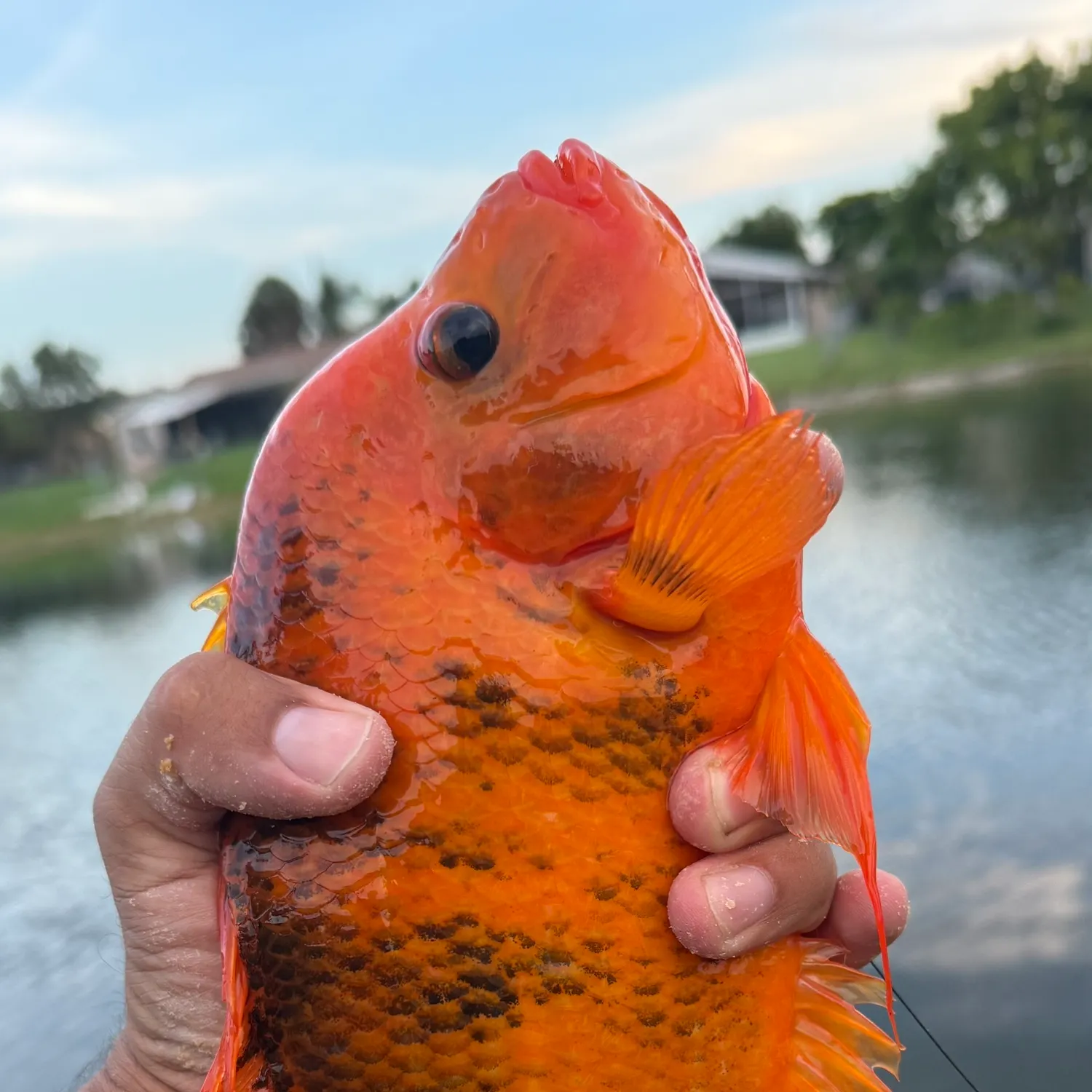 most liked catch image