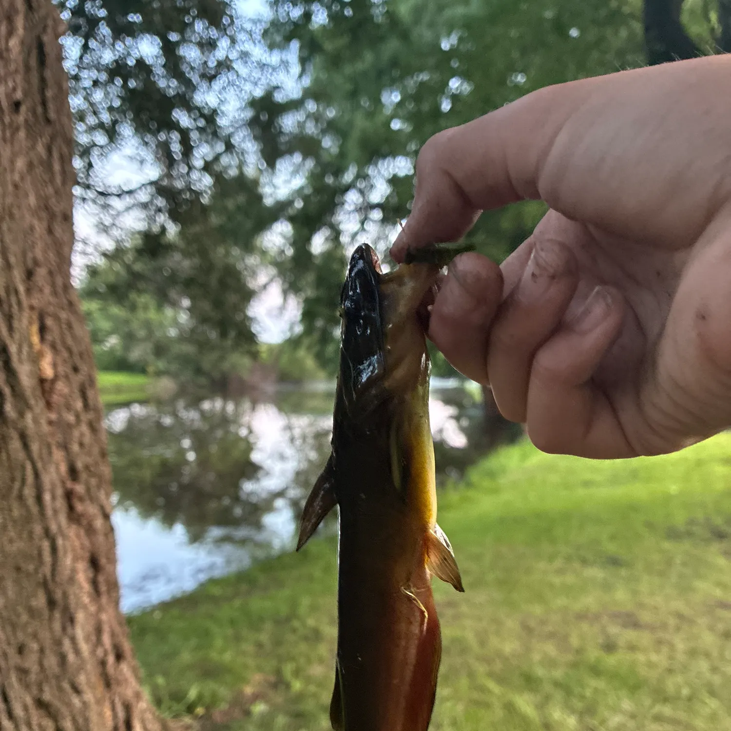 catch