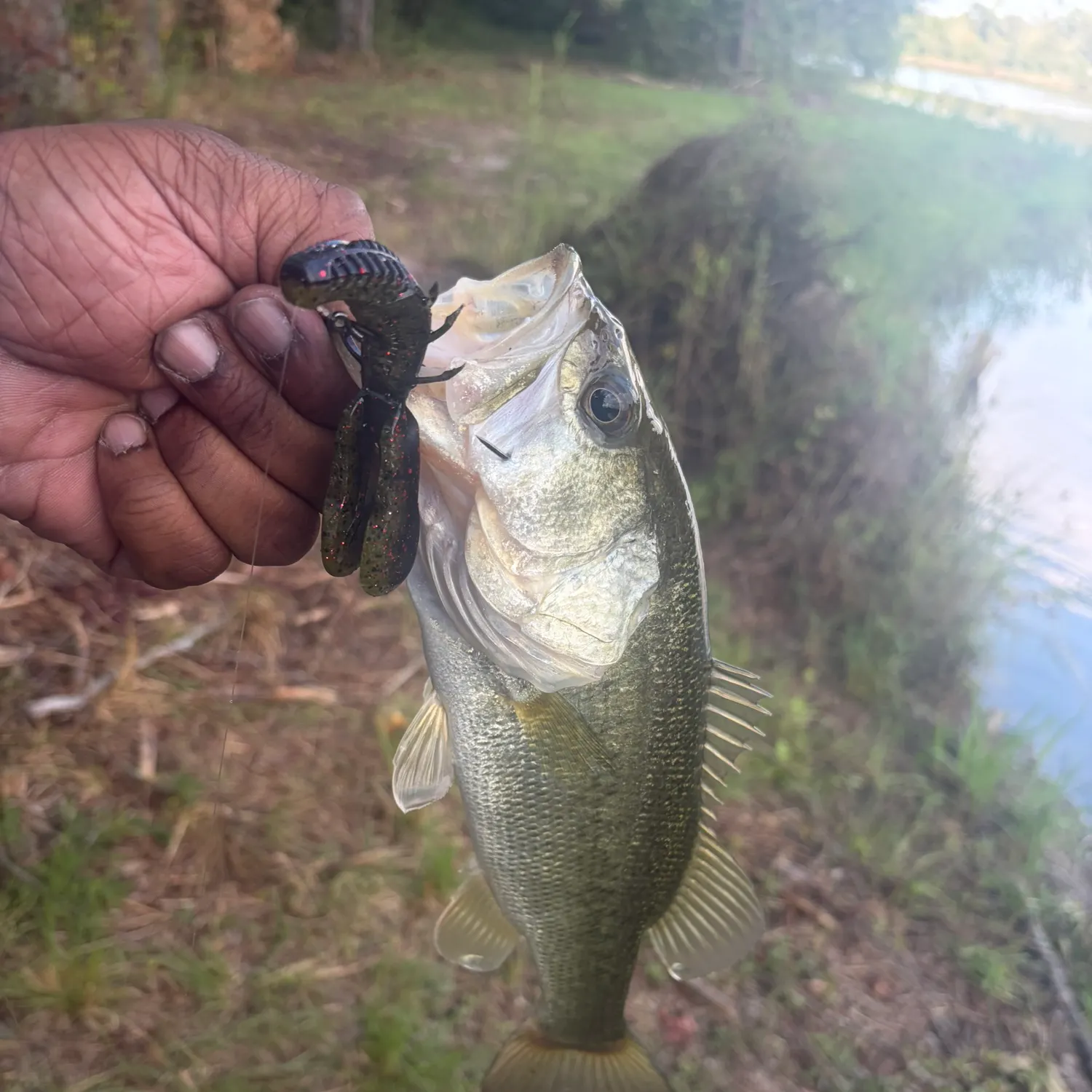 Largemouth bass caught on Fishbrain